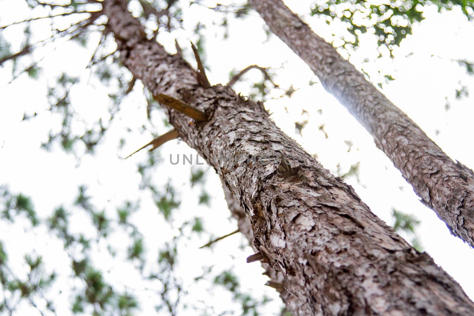 Pine bark and pine trees are back lighted in the daytime.