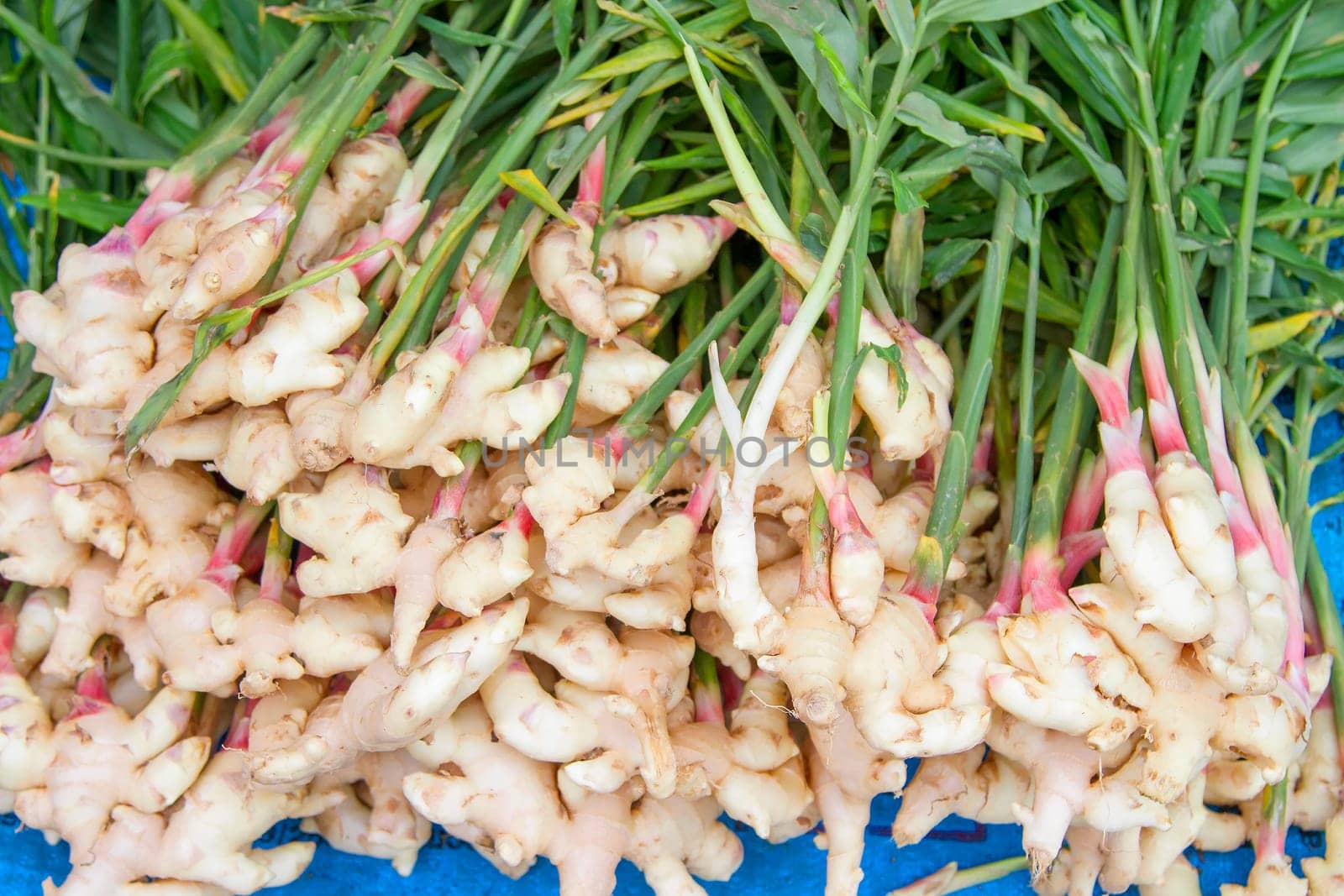 Young ginger with many early trees.