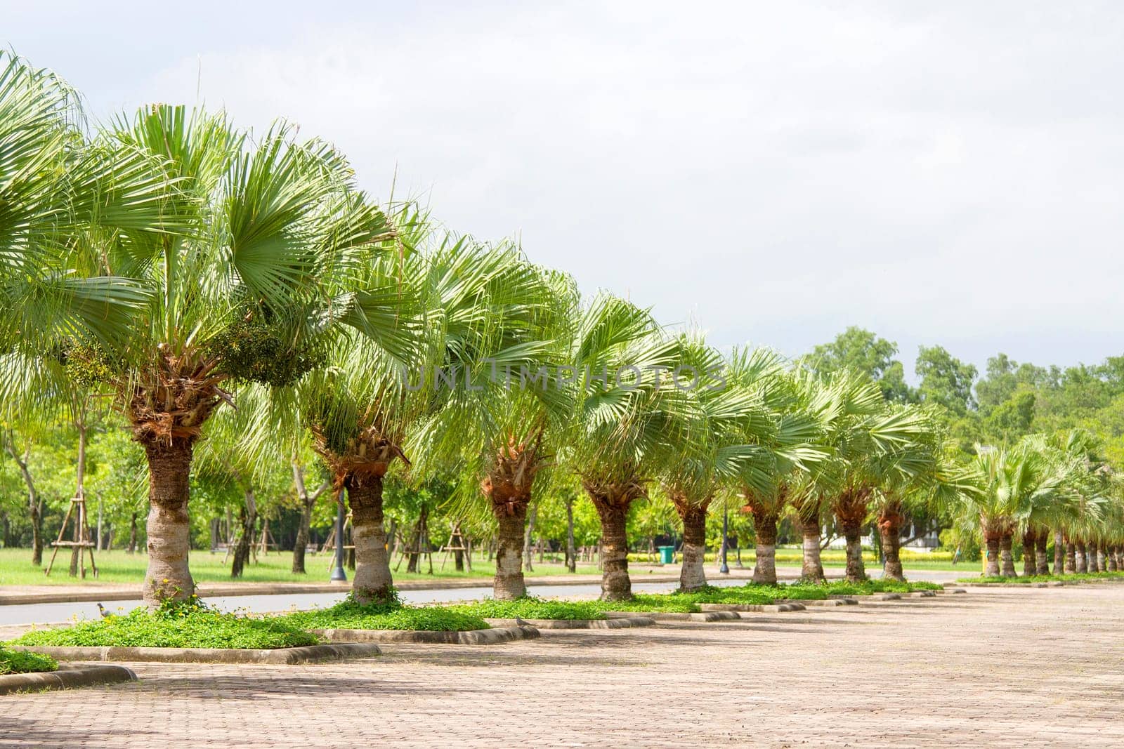Green palms planted in a park.