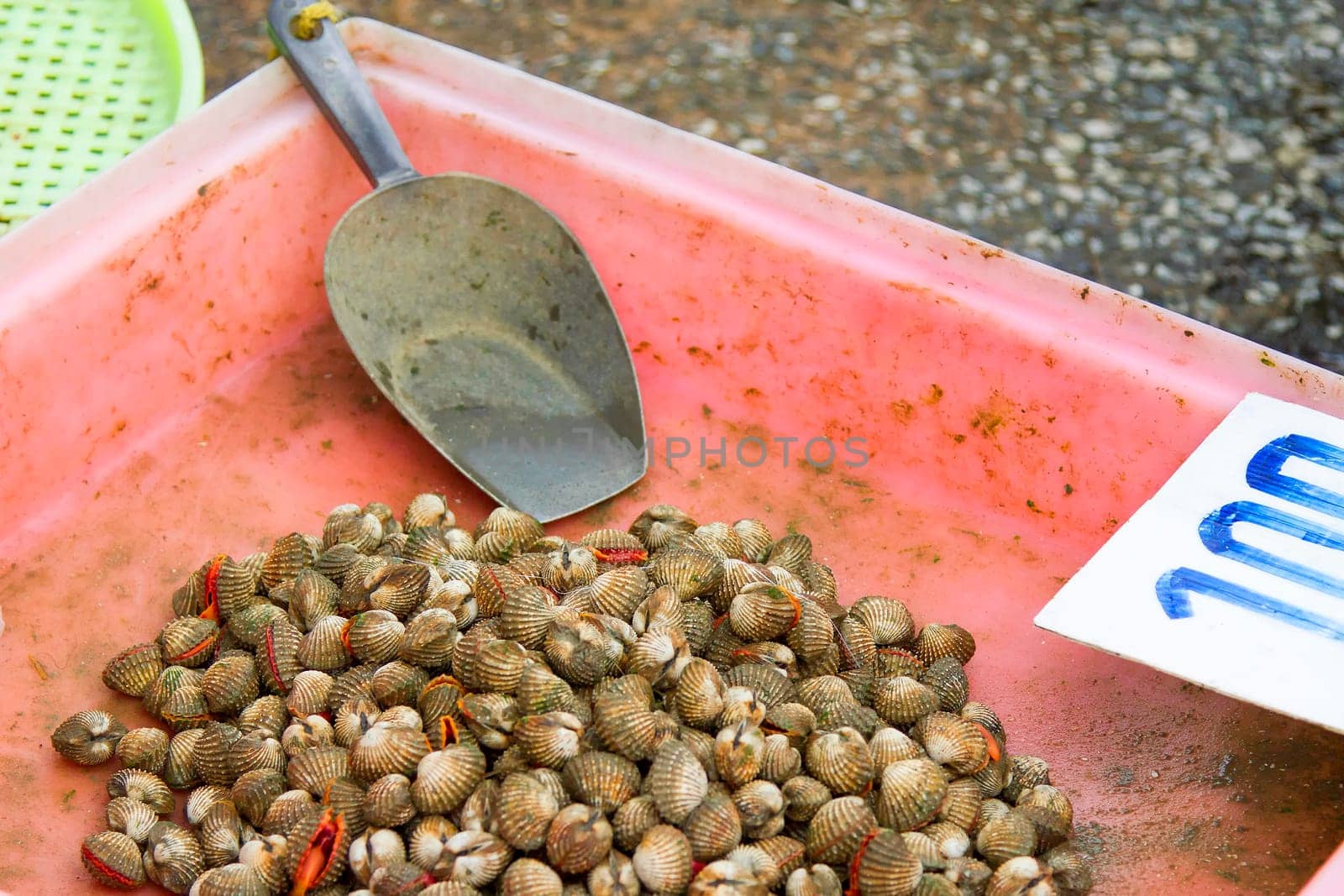 Live cockle in a pink pickup with scoop