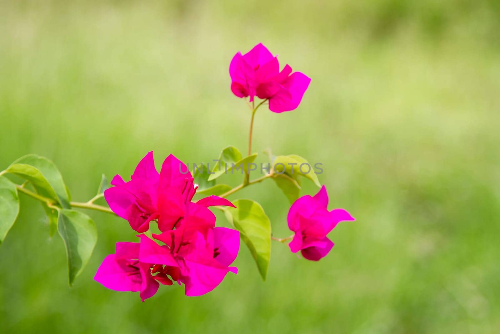 Bougainvillea dark pink on a green background