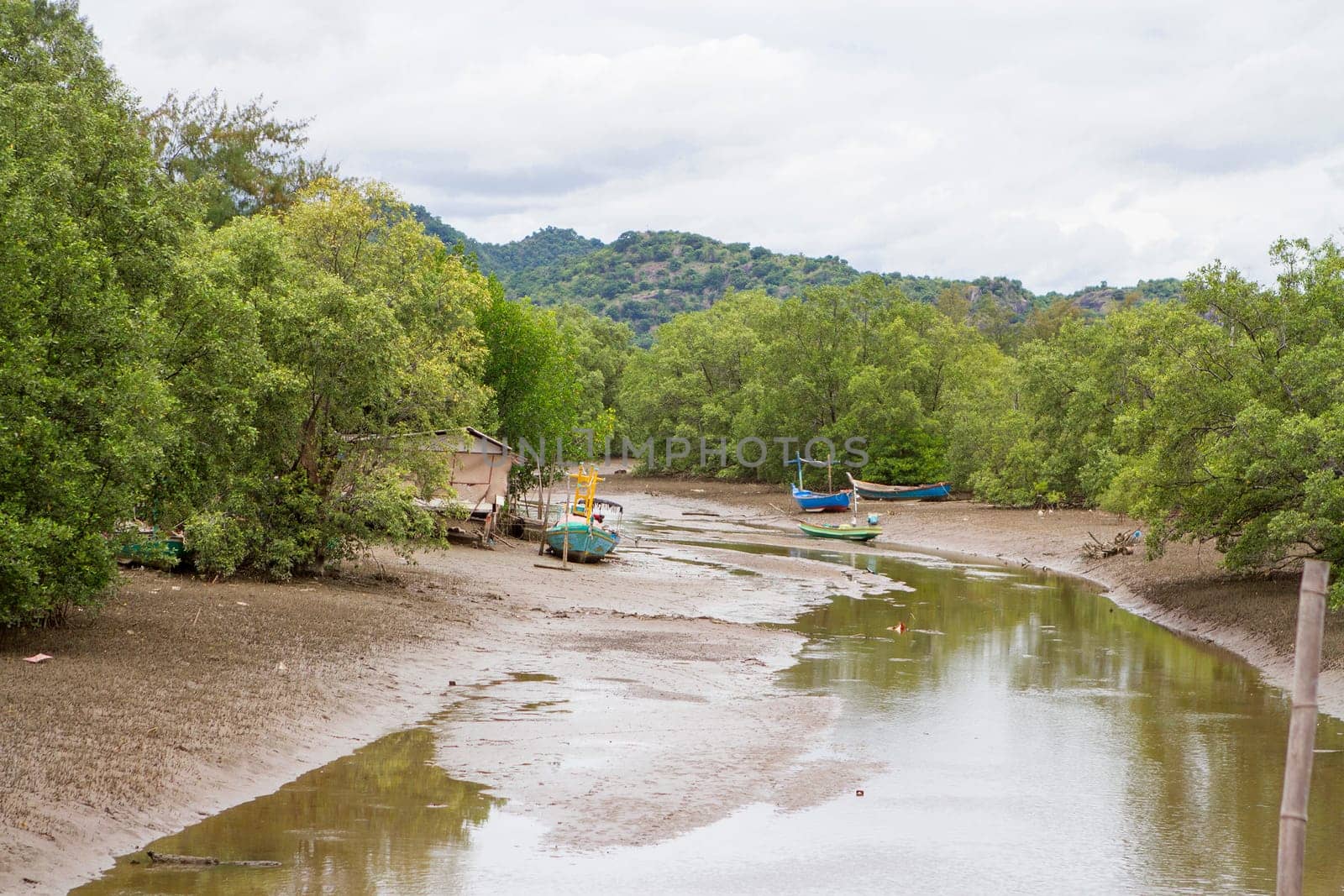 Fishing boat in mangrove forest