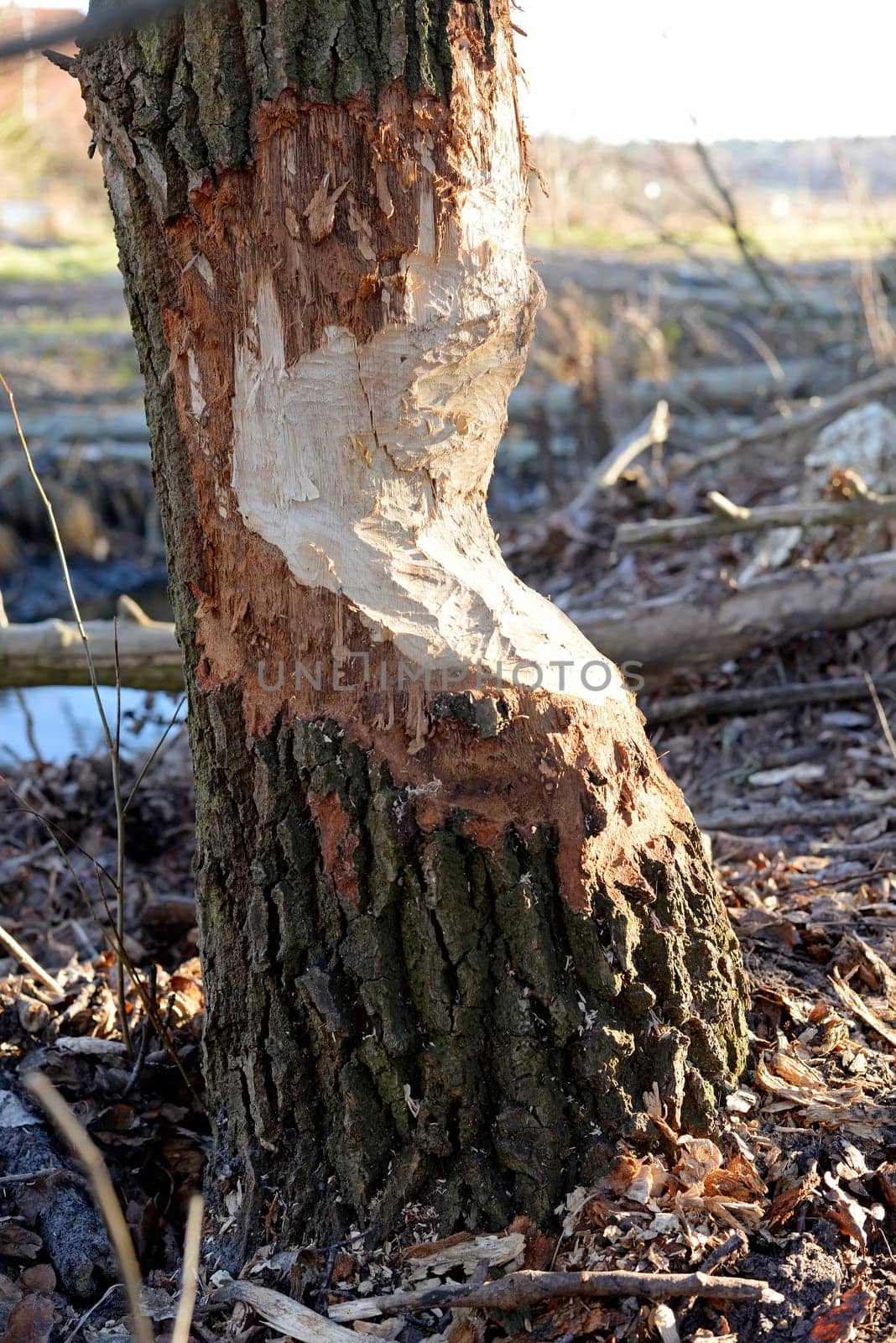 Beaver feeding