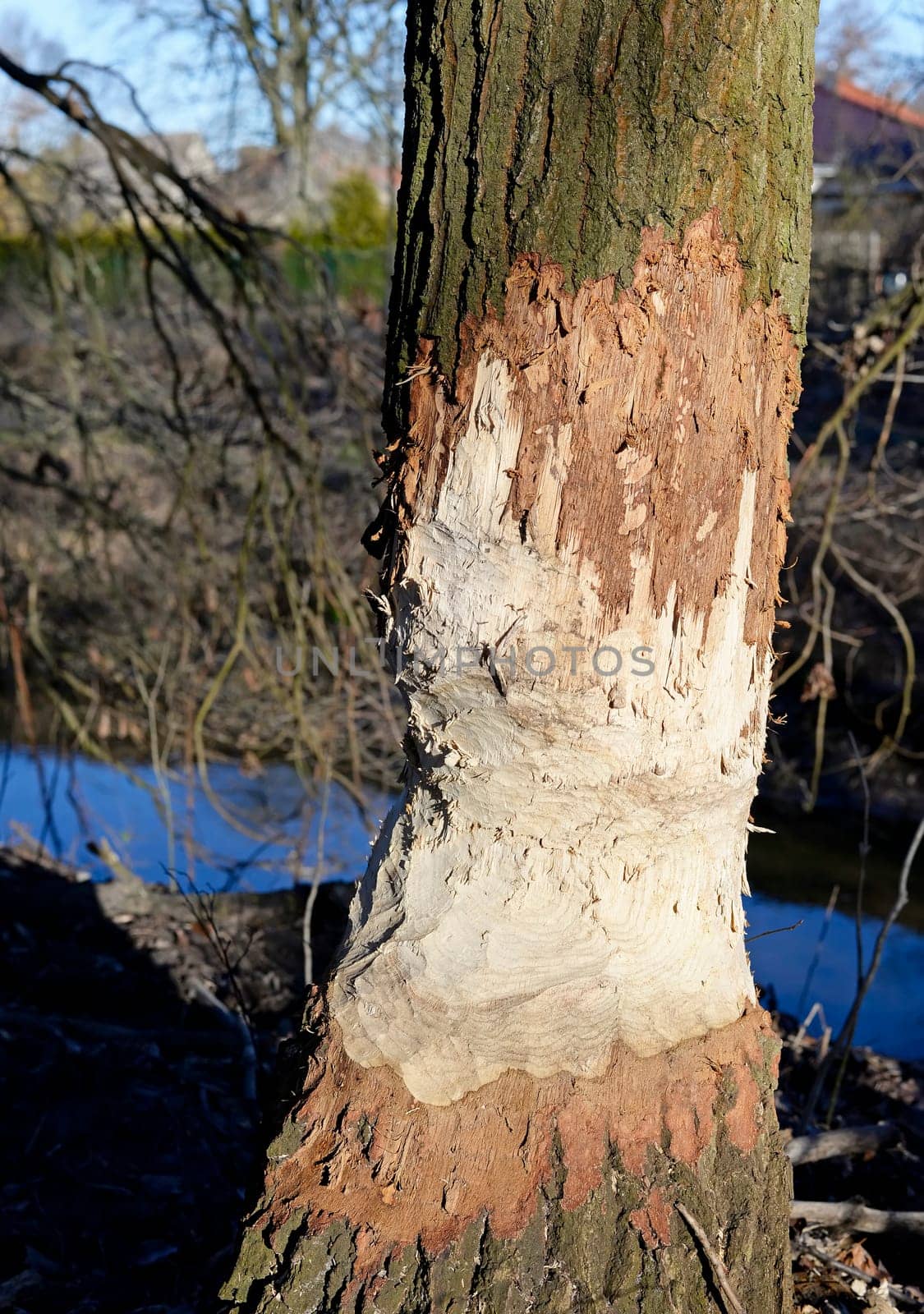 Beaver feeding