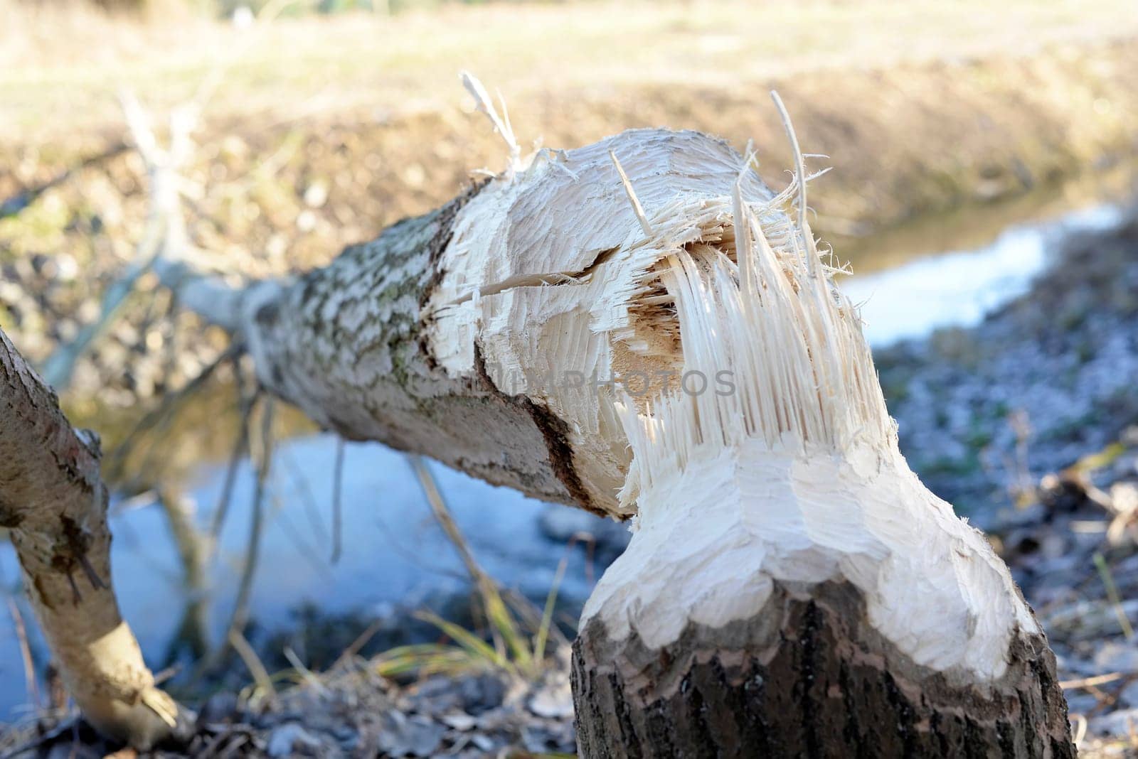 Beaver feeding
