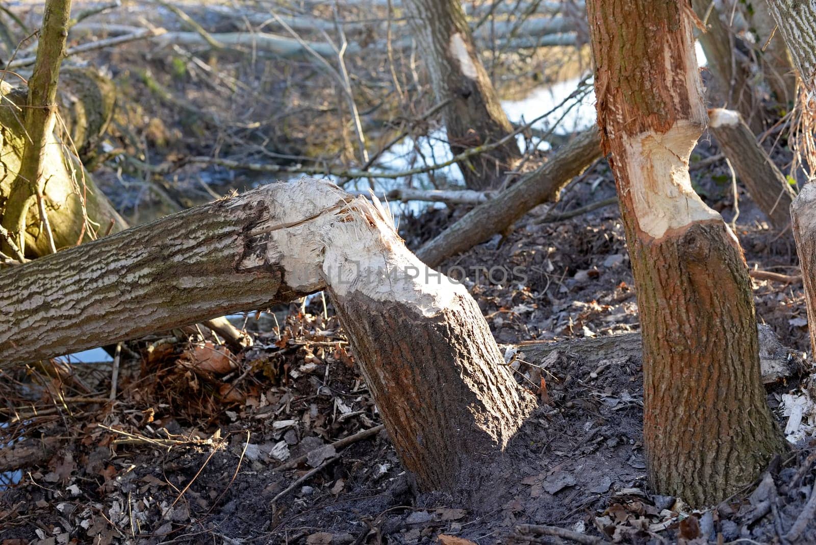 Beaver feeding