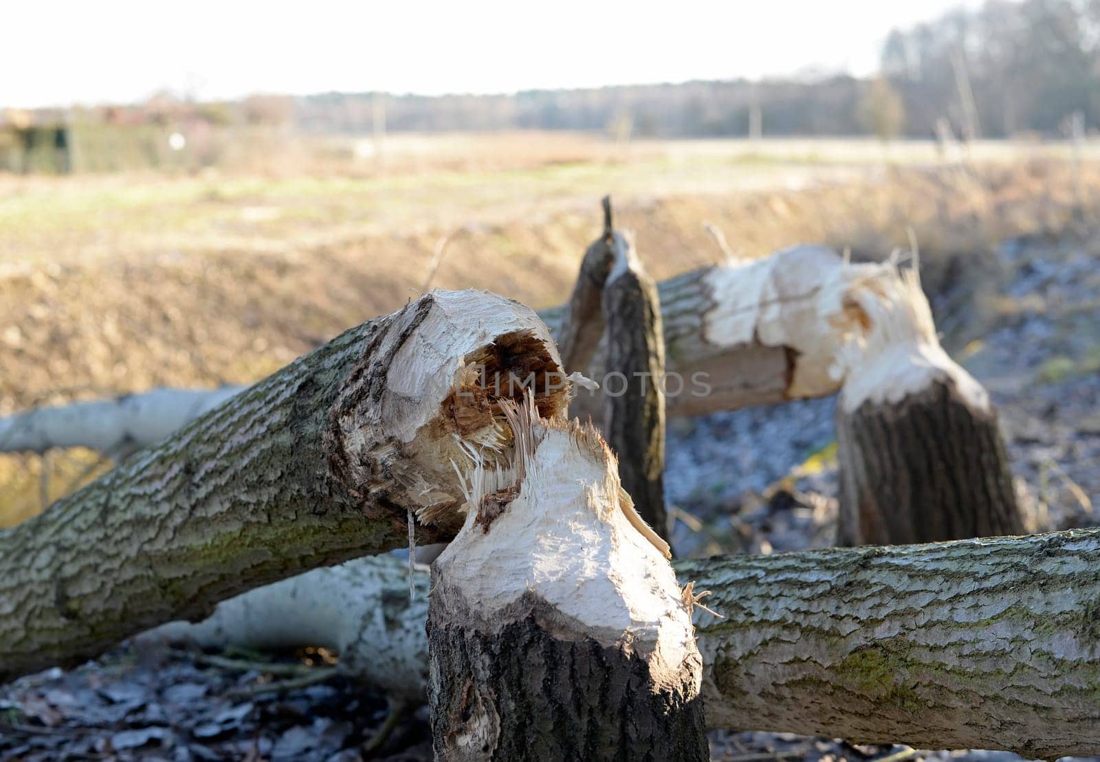 Beaver feeding
