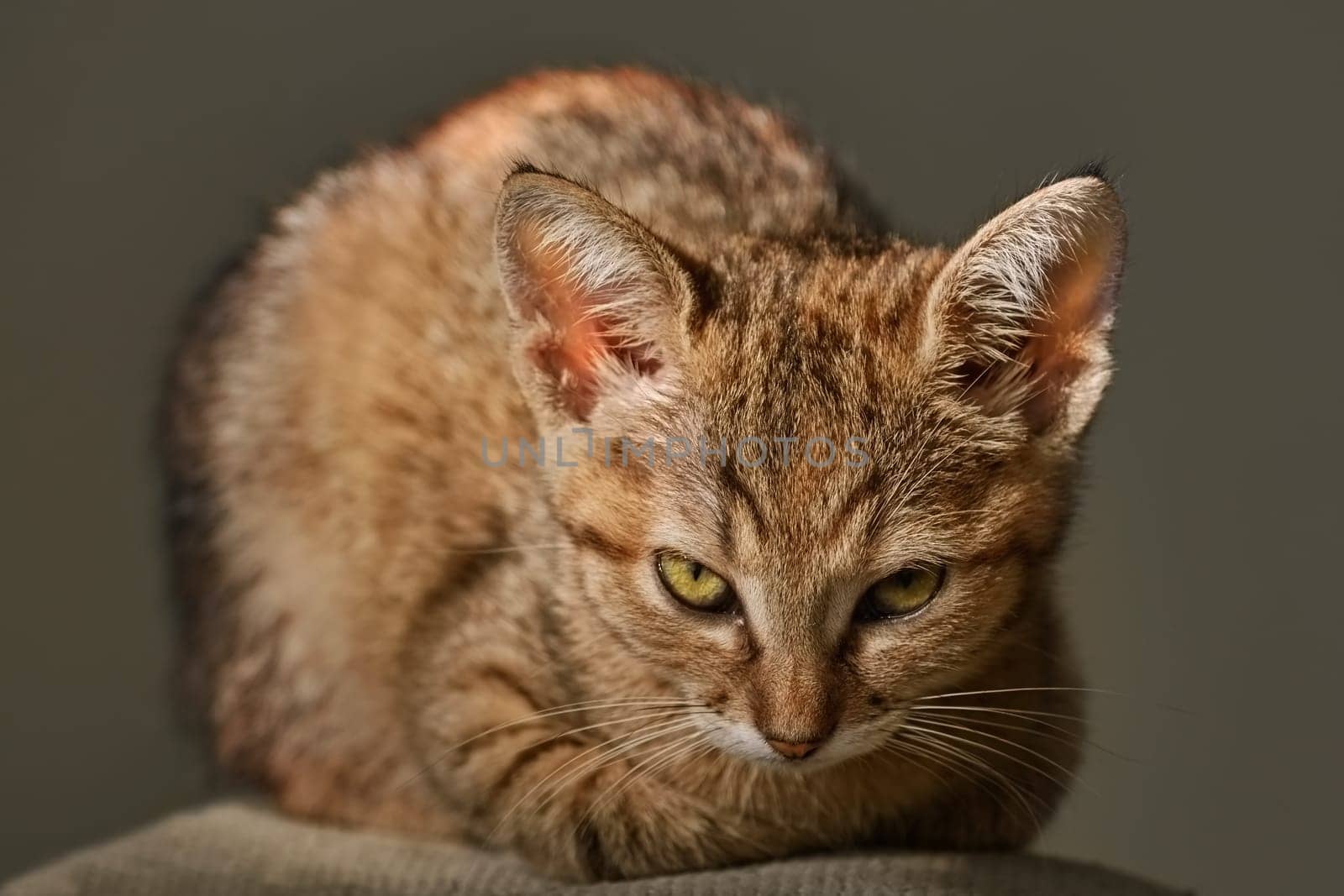 Portraite of Little Outbred Kitten over  Grey Background