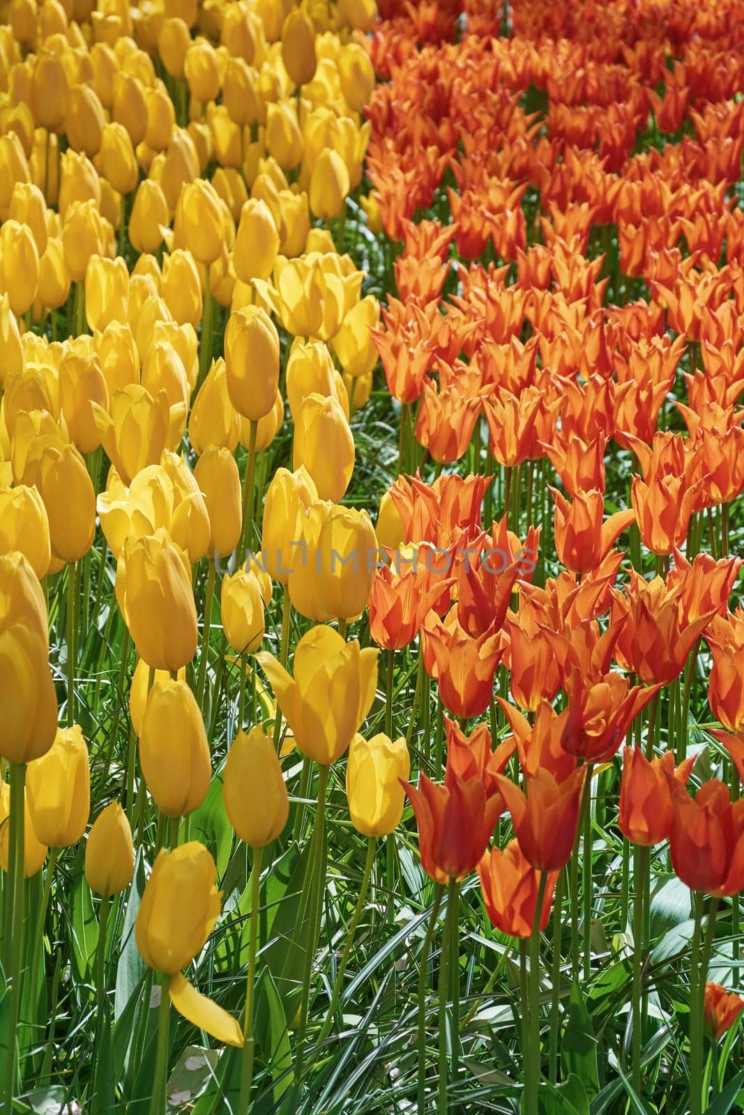 Flower Bed of Red and Yellow Tulips