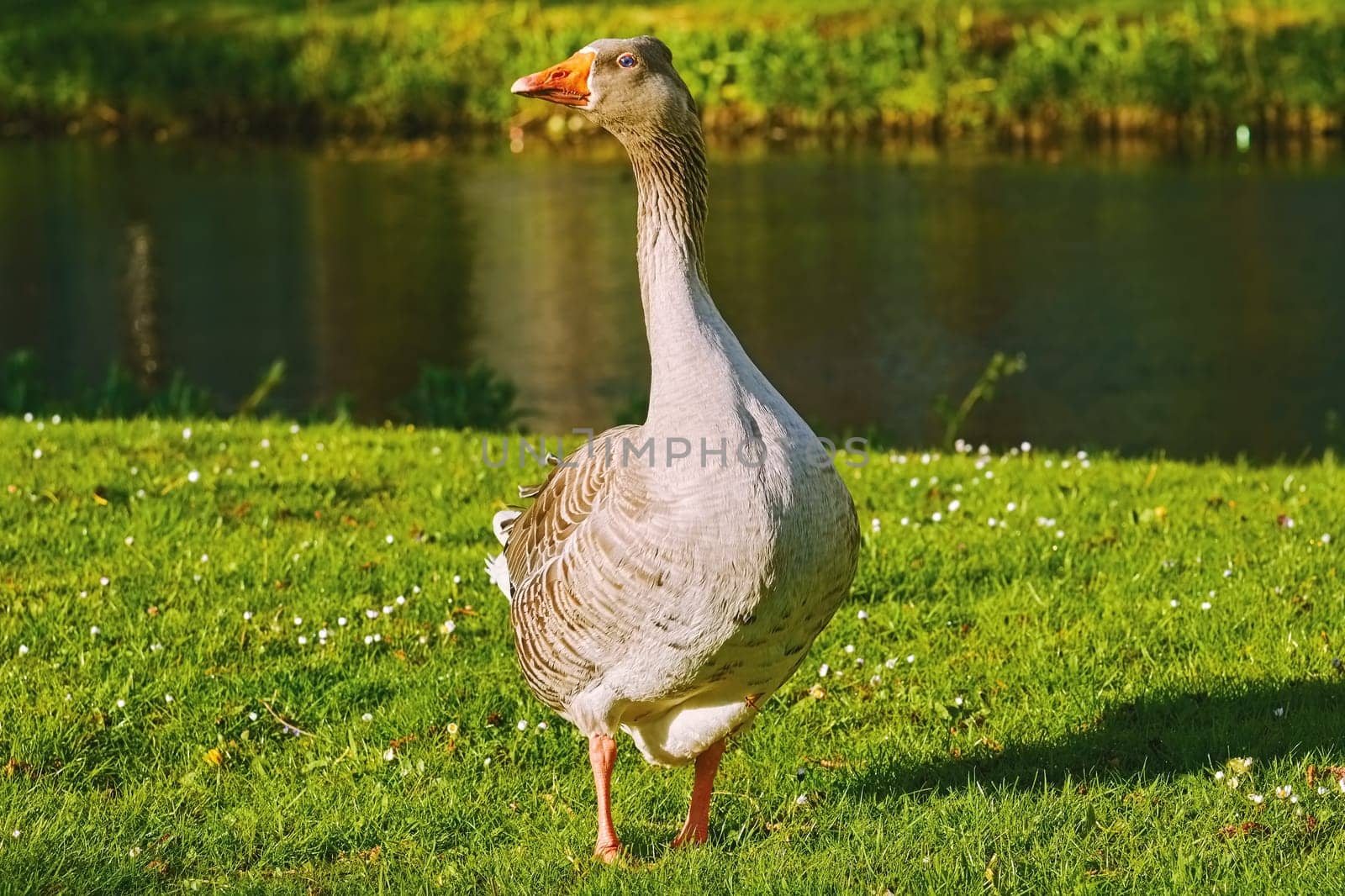 Grey Goose on the Bank of a River