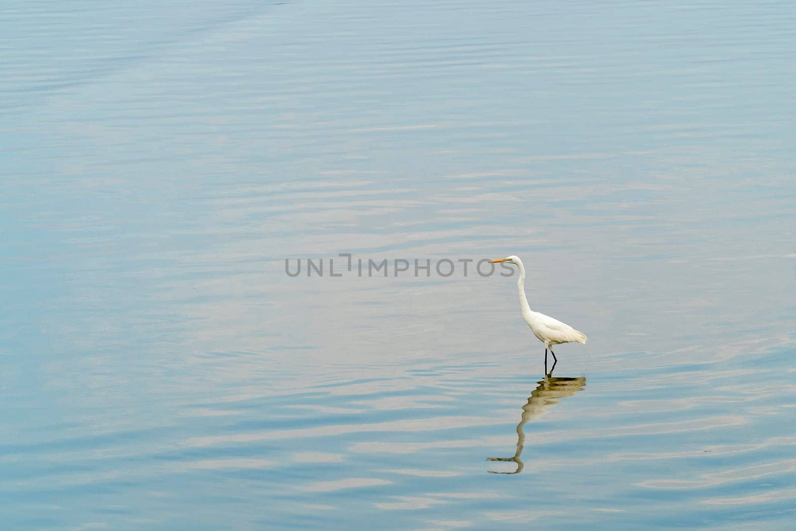 One Egret standing water reflection with water of background