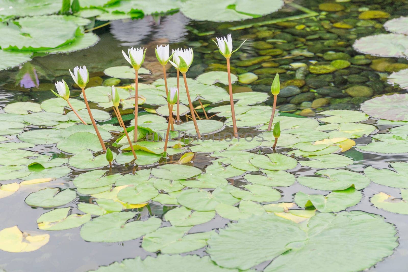Many white lotus flowers in the marsh