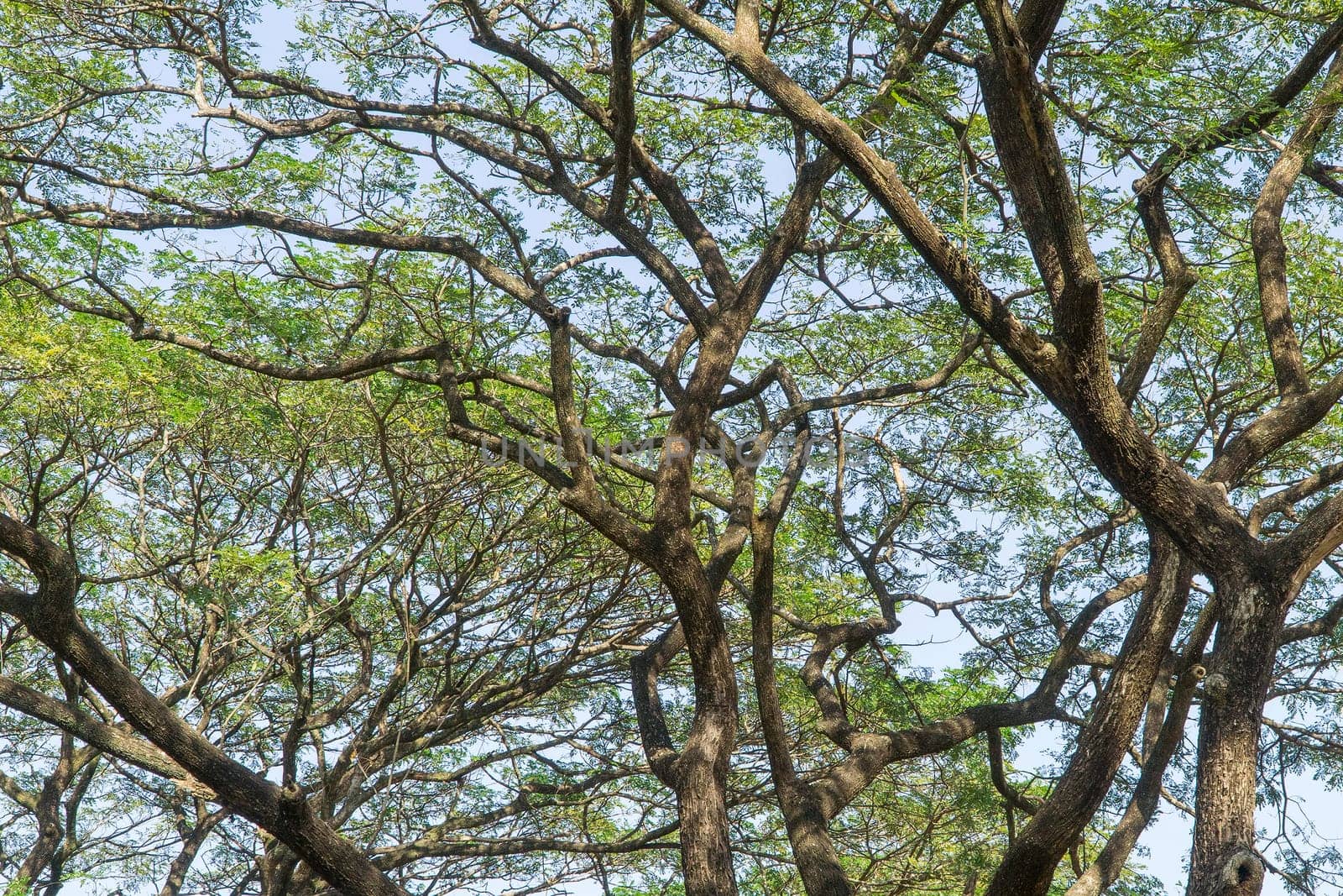 Under the big tree and with branch magnify