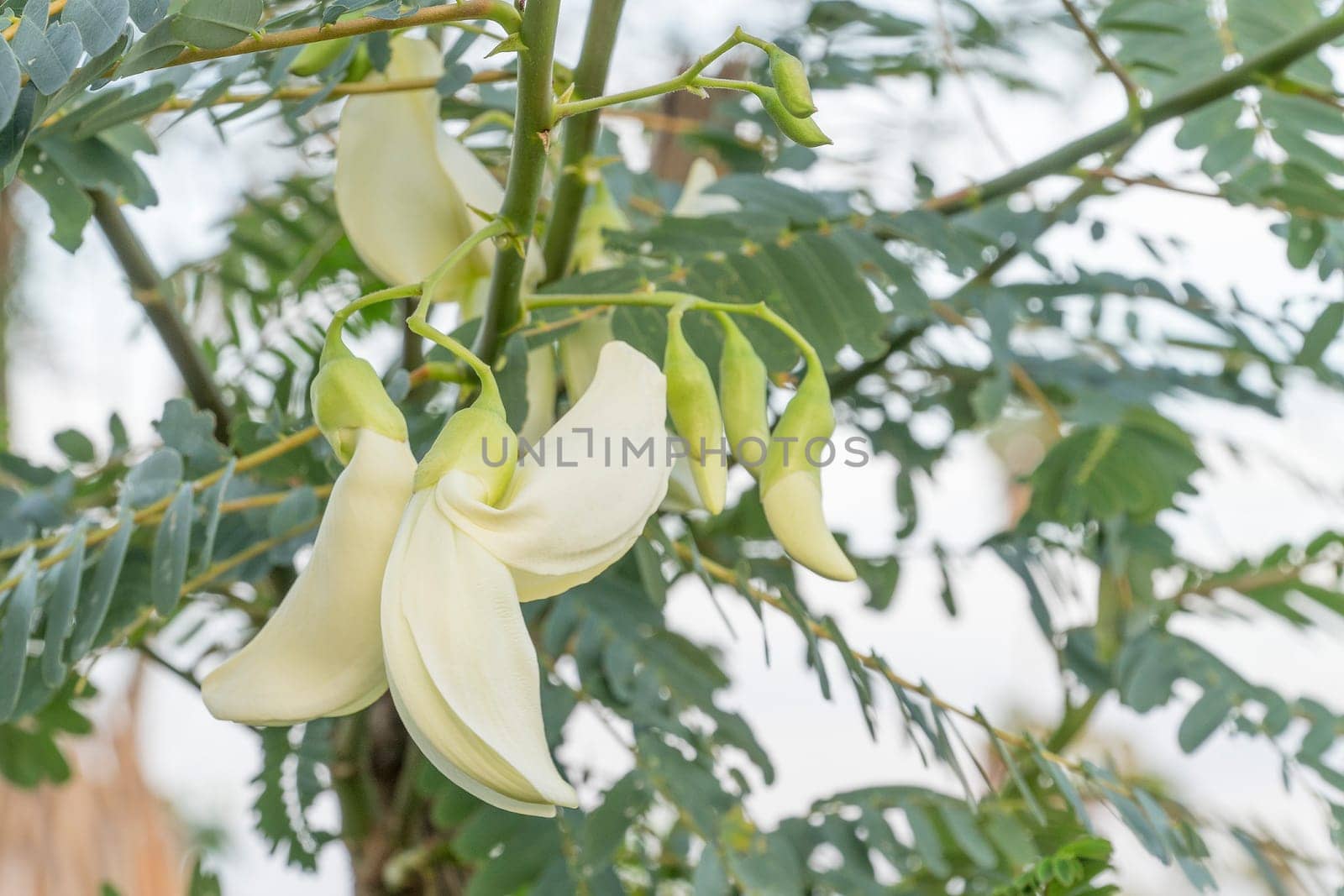 Sesbania grandiflora or Vegetable hummingbird of white
