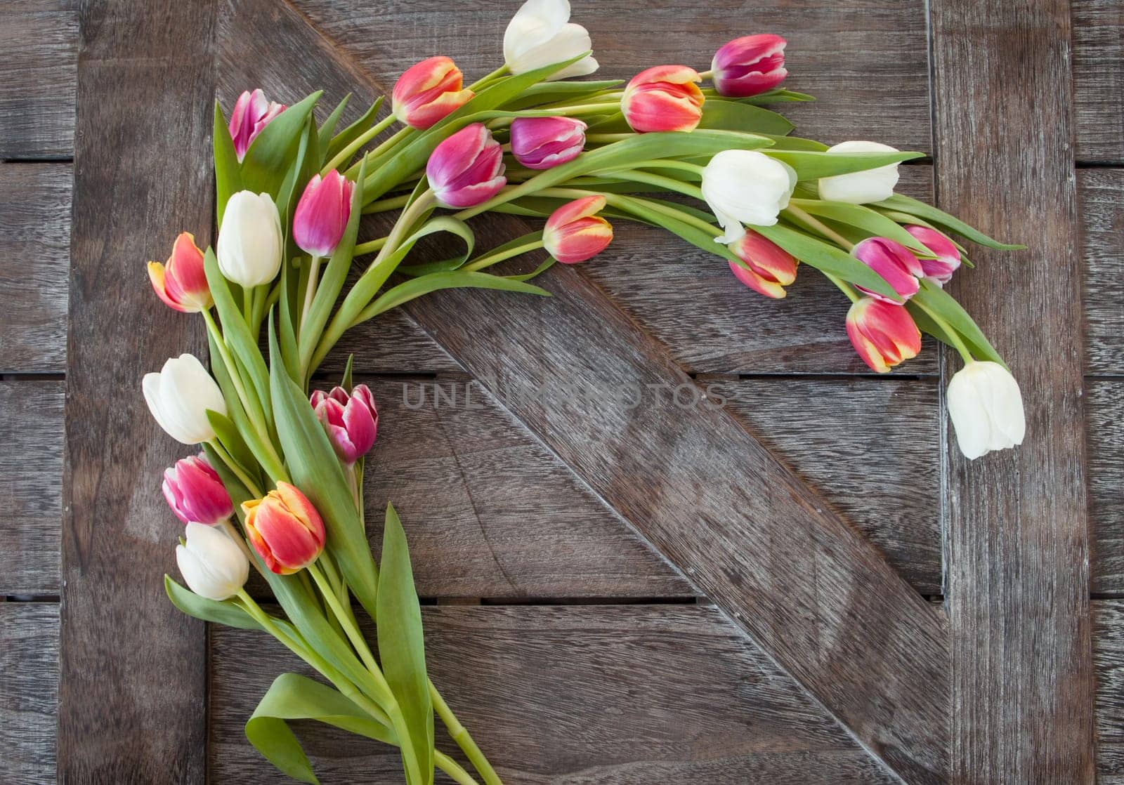 Background of rustic wood with colorful tulips
