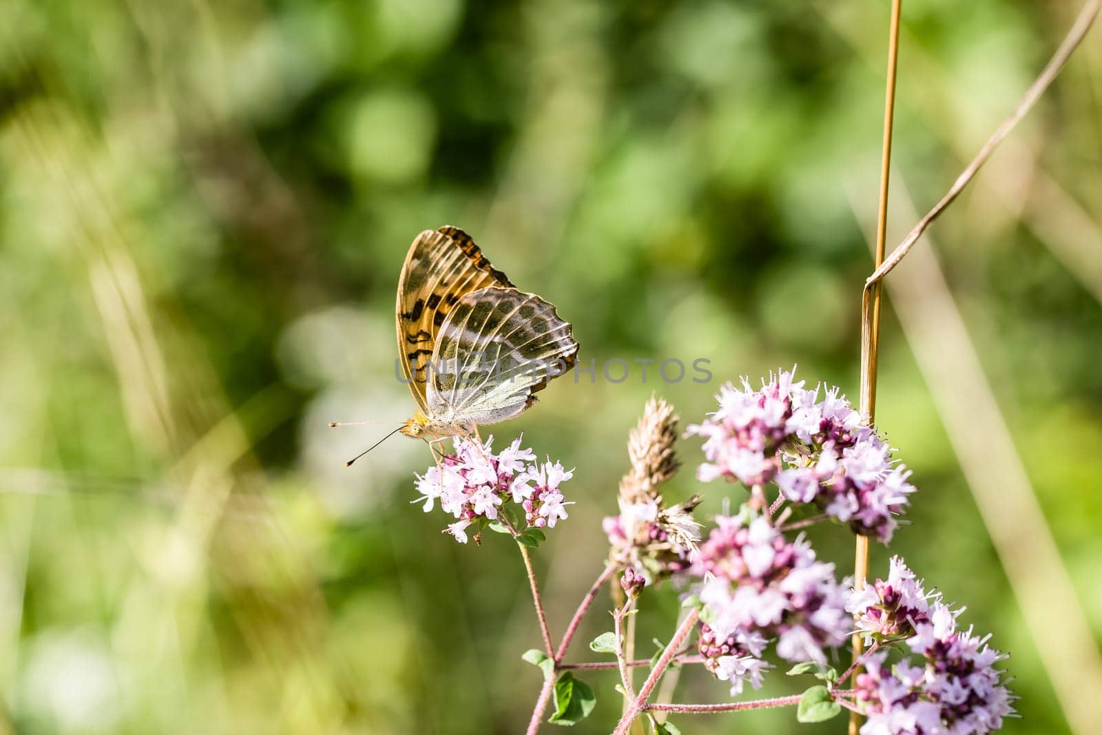 Beautiful butterfly on the side of the road in summer