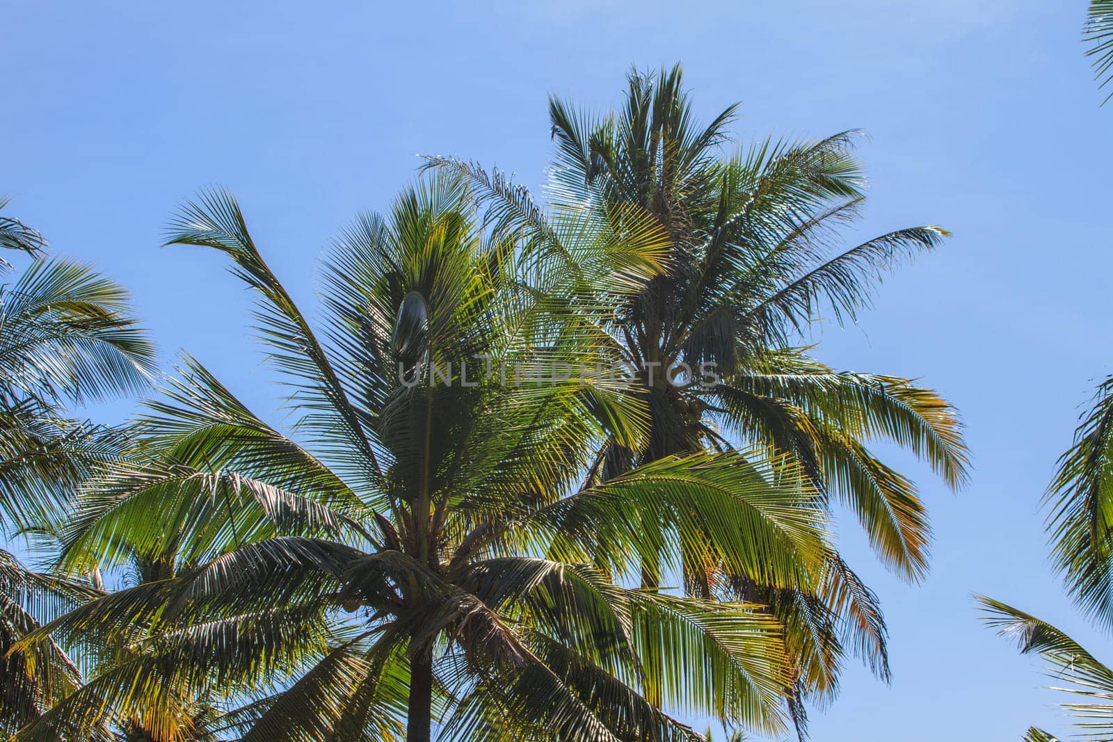 Palm tree with coconut on sky in farm Thailand