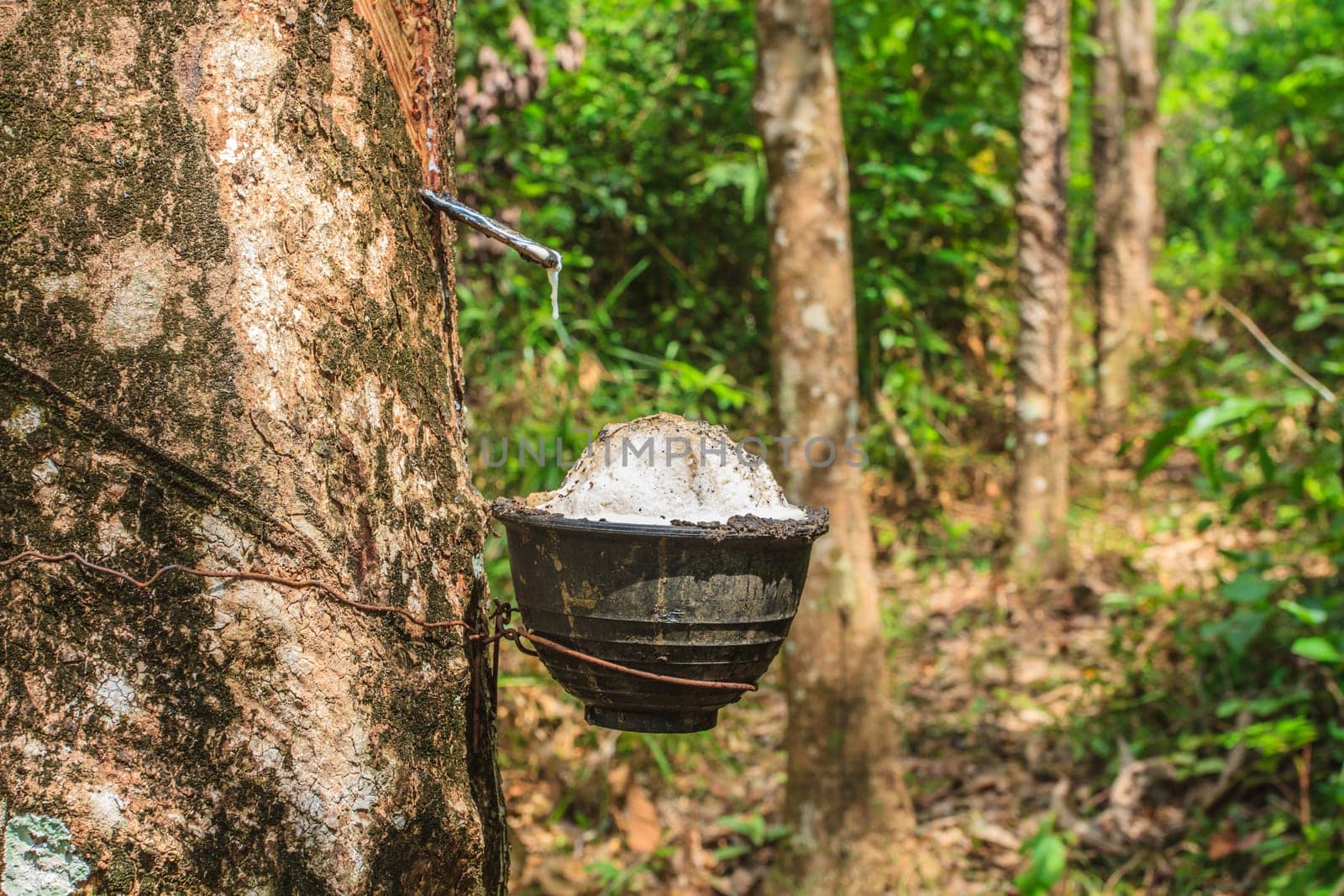 close up Tapping latex from a rubber tree