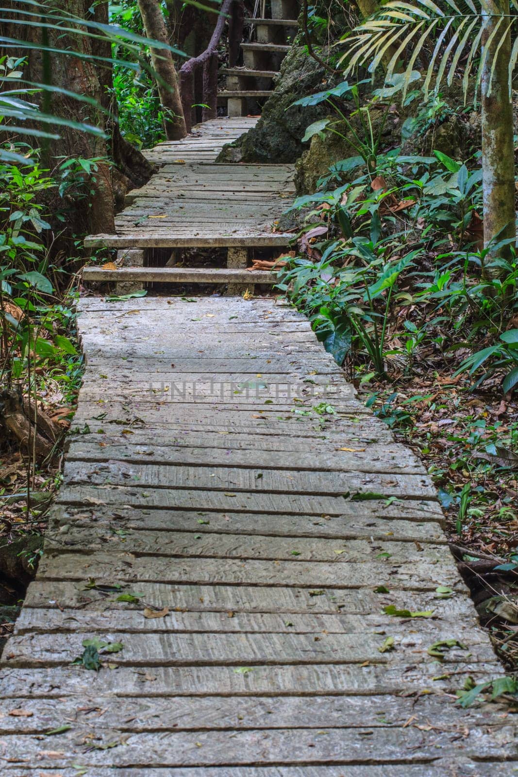 Bridge in the forest, nature trail in national park