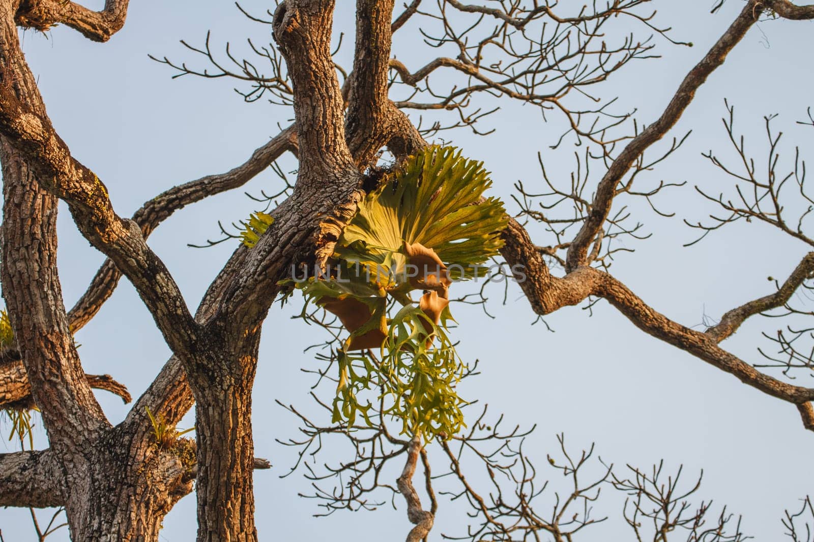 Crown Staghorn on tree or Indian Staghorn Fern,Disk Staghorn, Platycerium coronarium