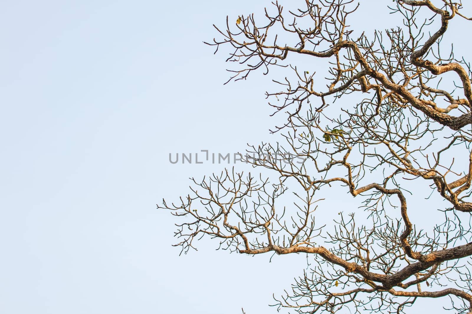 beautiful green tree and blue sky background