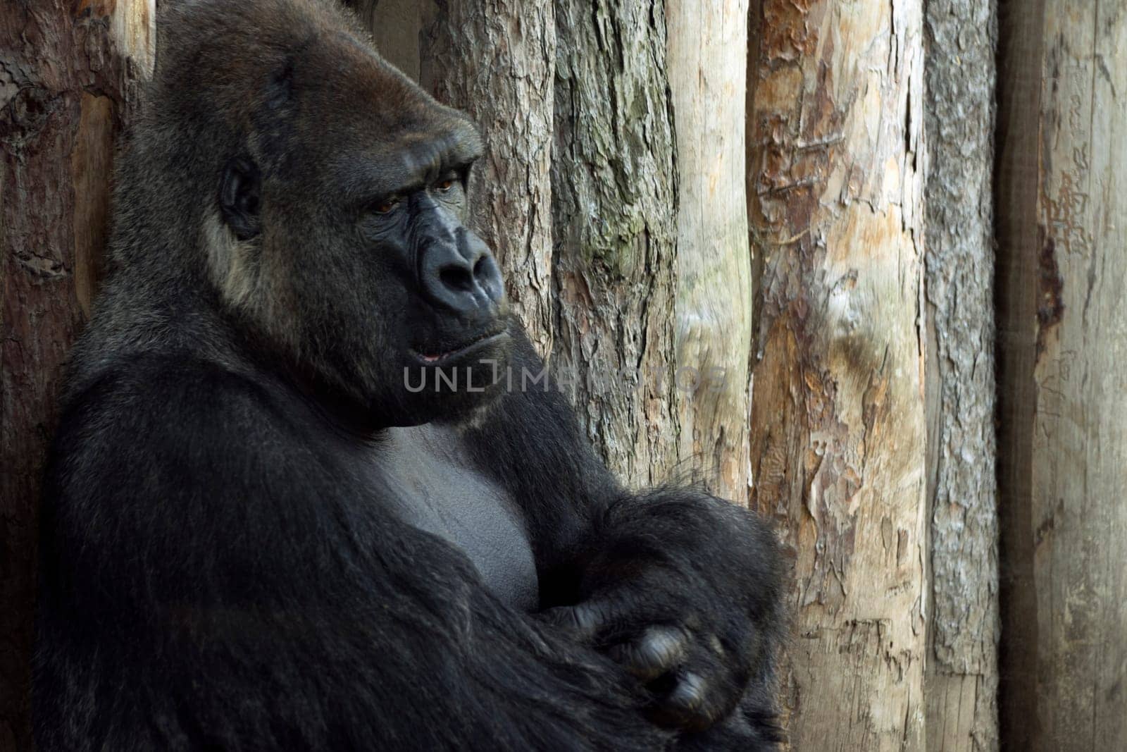 The big black gorilla is sitting and resting on wooden background.