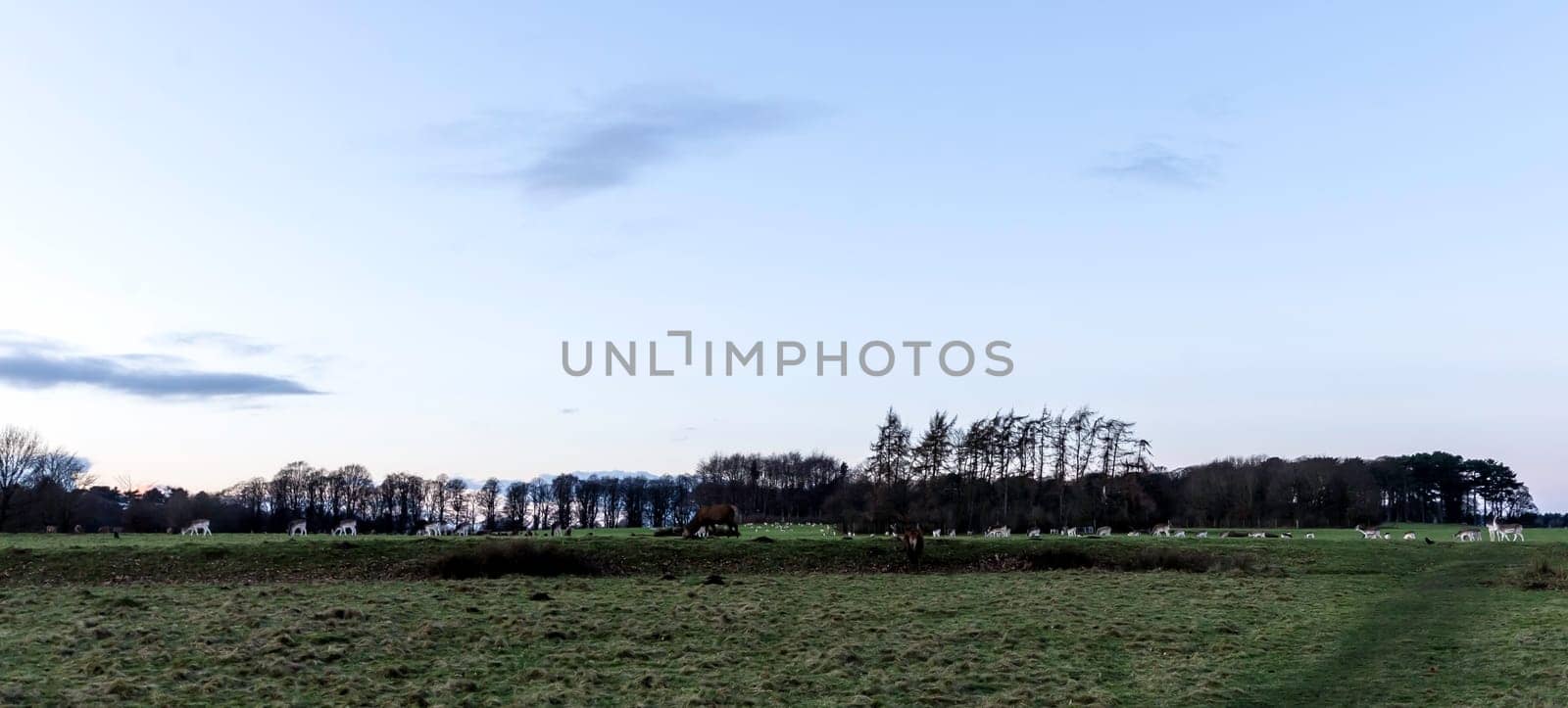 Sunset over the Tatton Park with herd of deer in background - Tatton Park Gardens,  Knutsford, United Kingdom