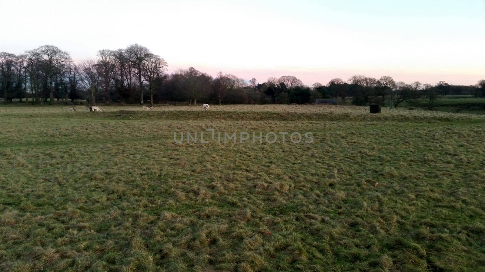 Sunset over the Tatton Park with herd of deer in background - Tatton Park Gardens,  Knutsford, United Kingdom