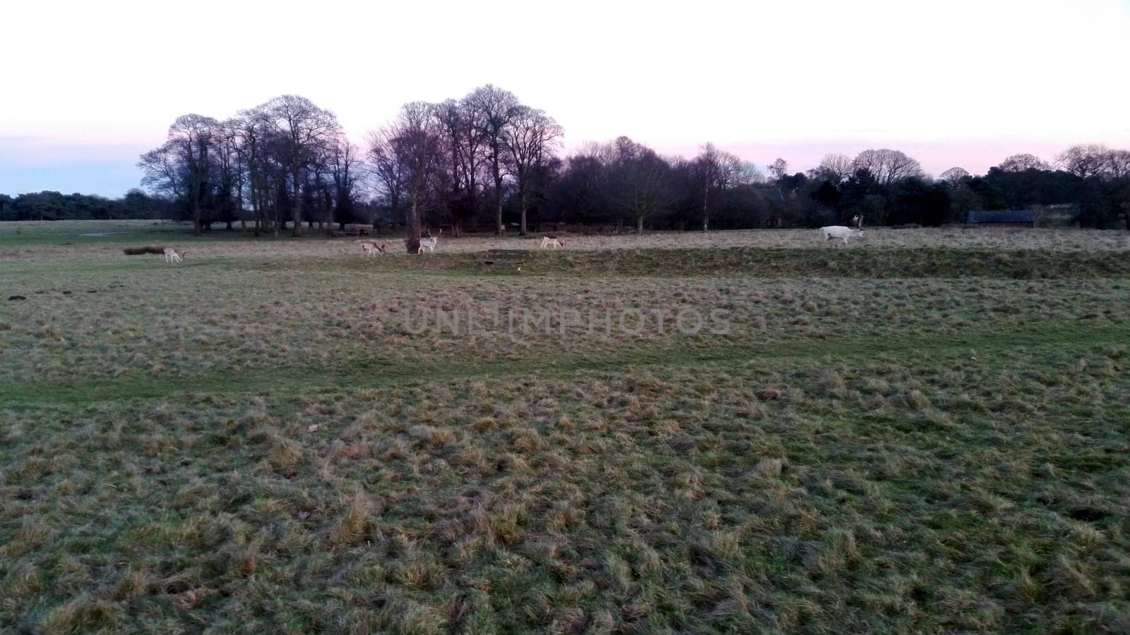 Sunset over the Tatton Park with herd of deer in background - Tatton Park Gardens,  Knutsford, United Kingdom