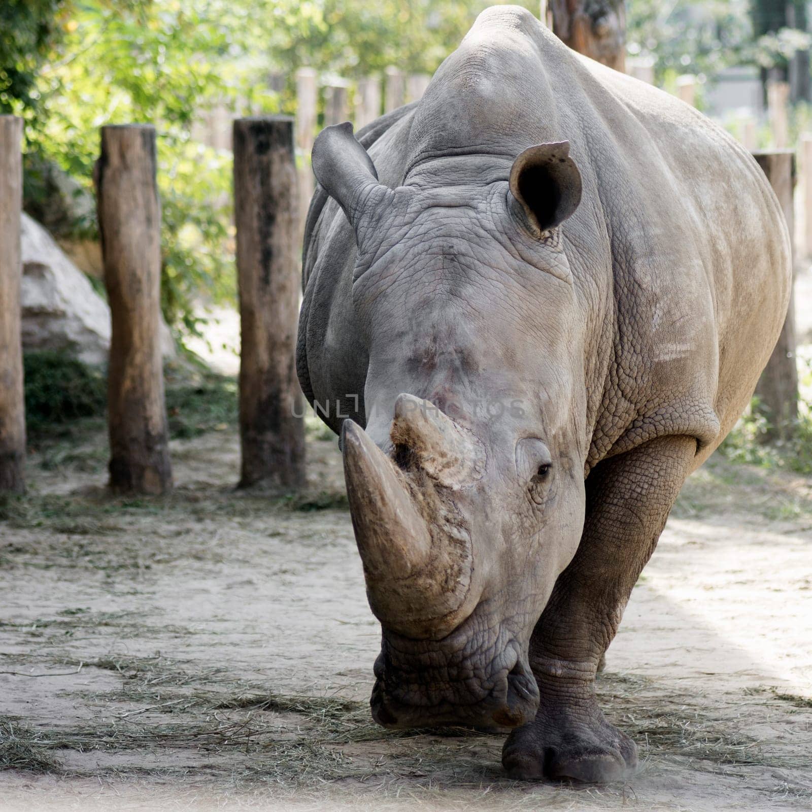 The big gray rhinoceros rhino is in the Zoo.