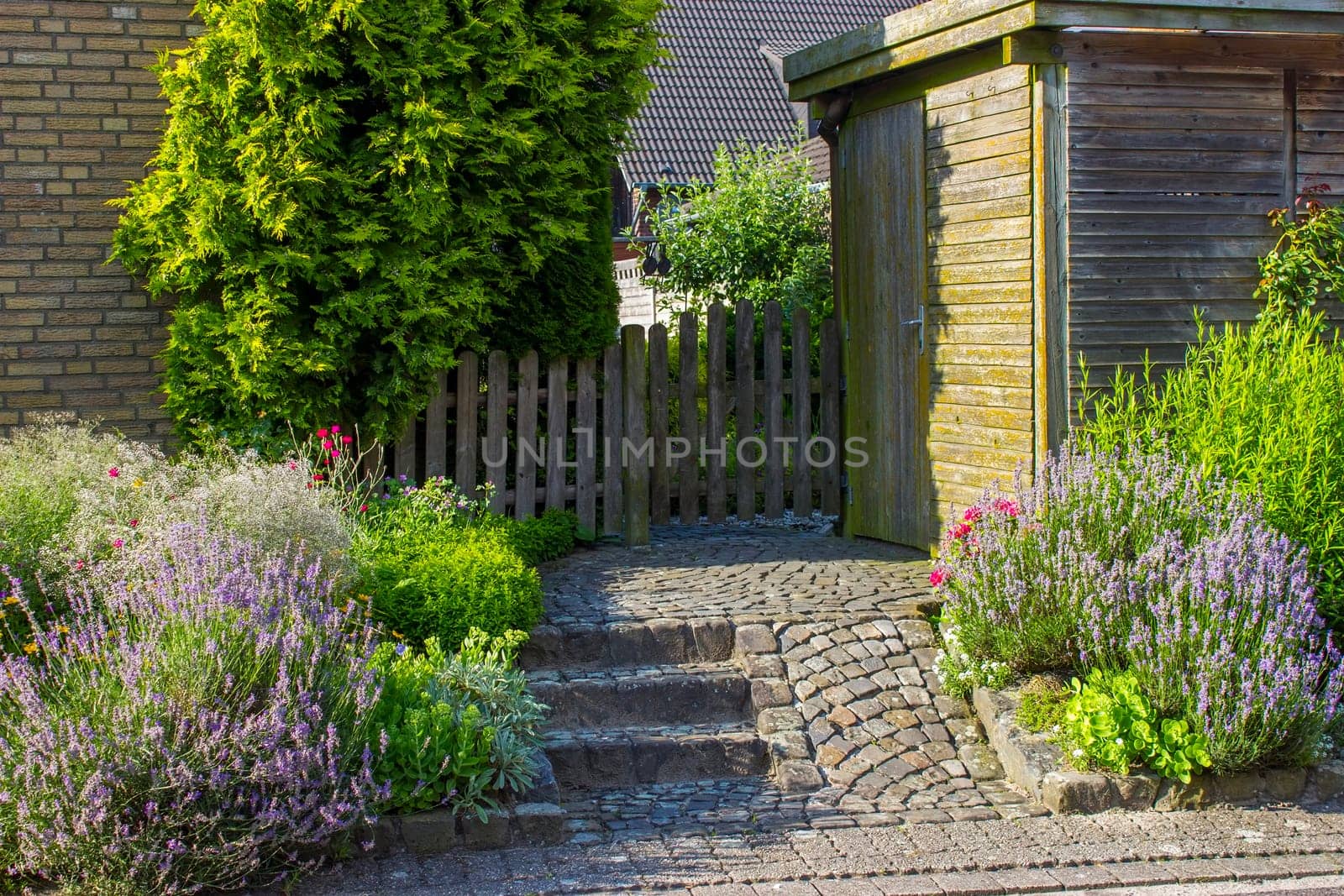 herbs in a garden