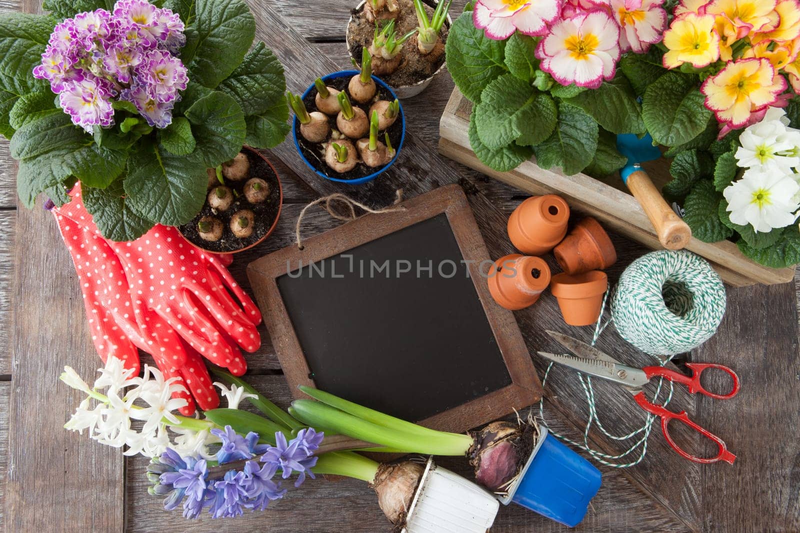 Fresh colorful flowers to plant in spring