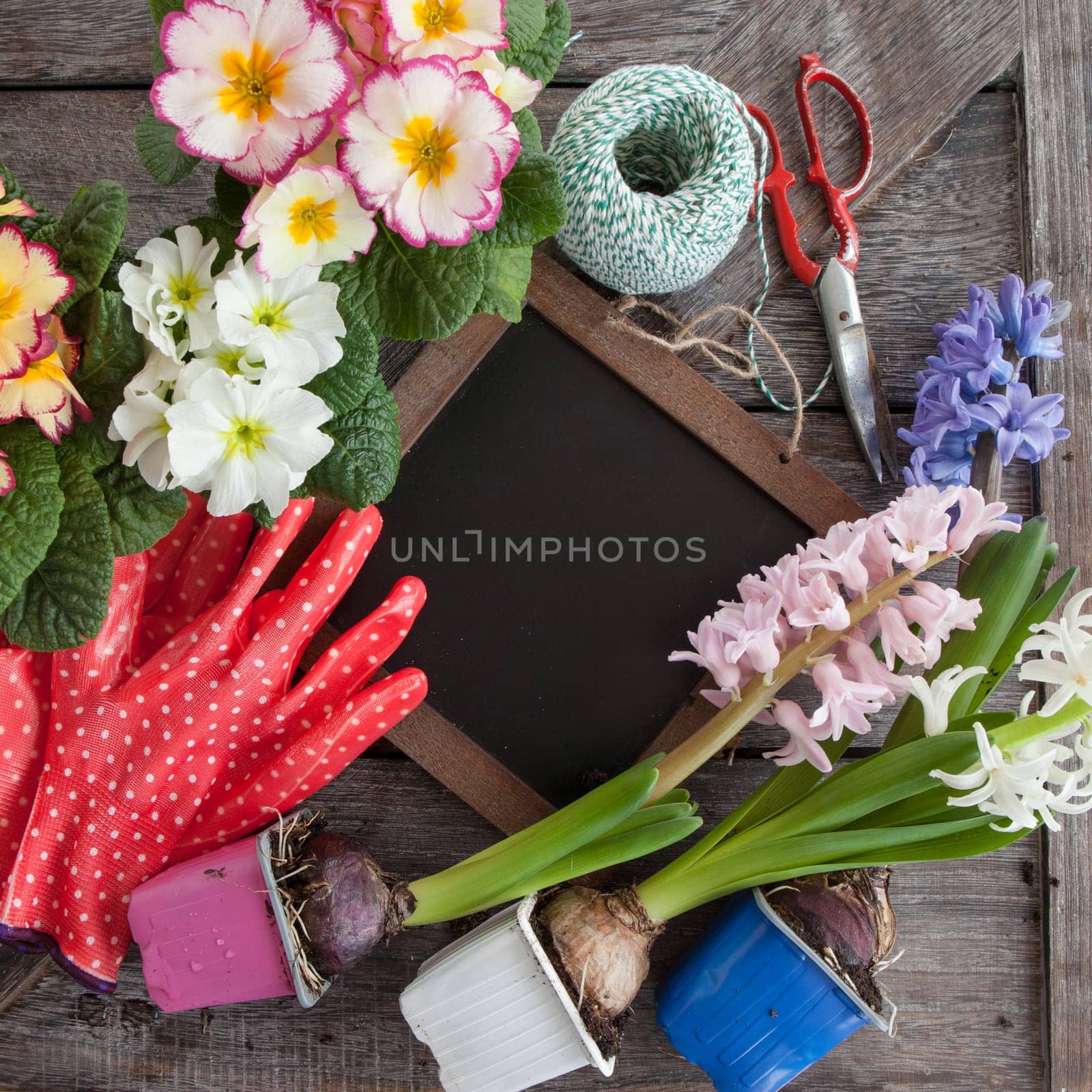 Fresh colorful flowers to plant in spring