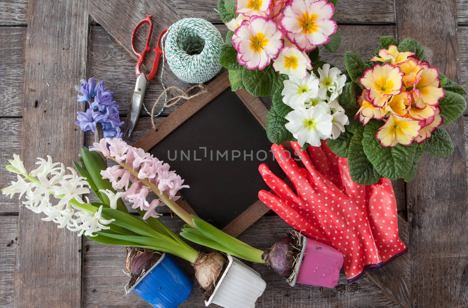 Fresh colorful flowers to plant in spring