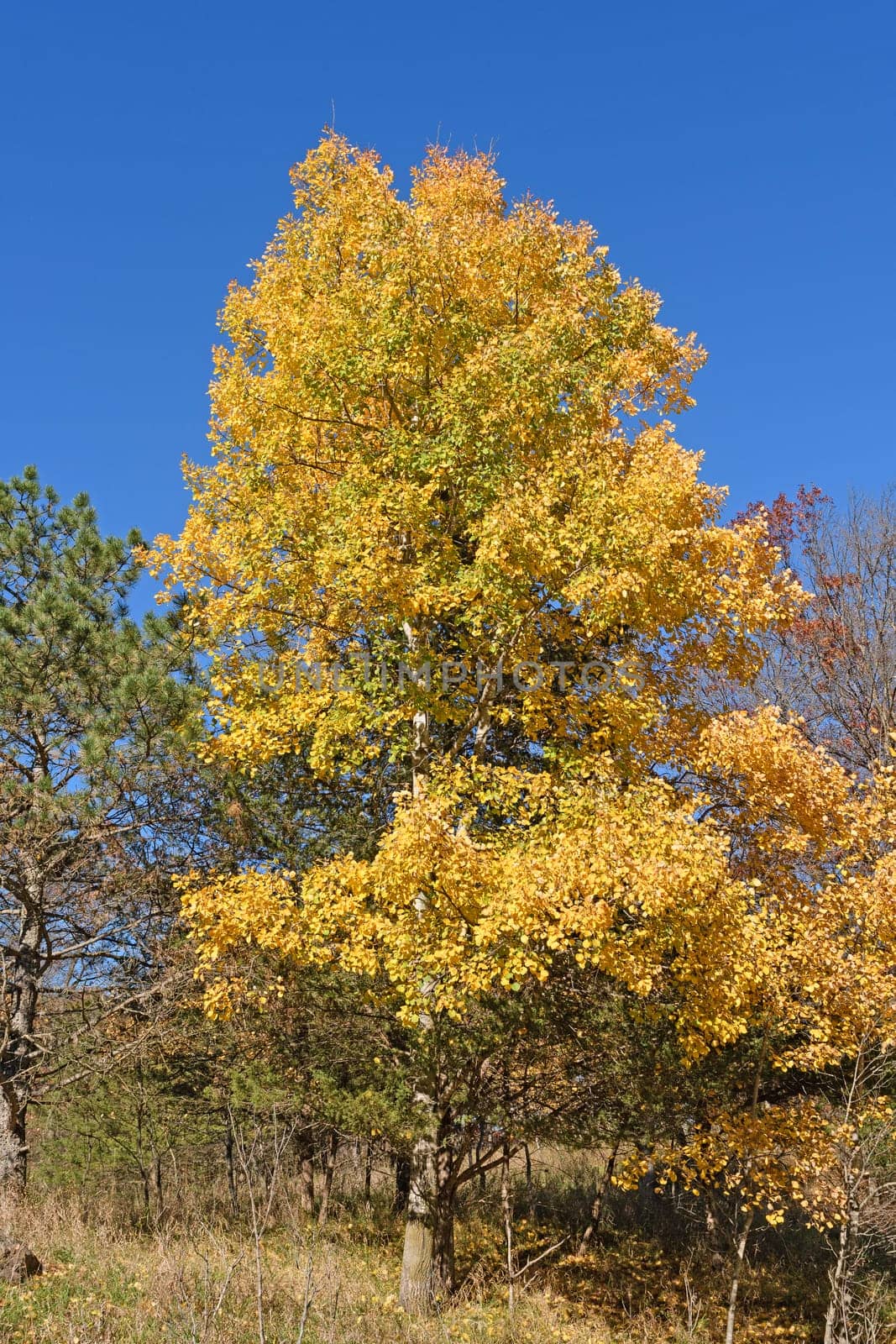 Yellow Colors in the Fall in Afton State Park in Minnesota