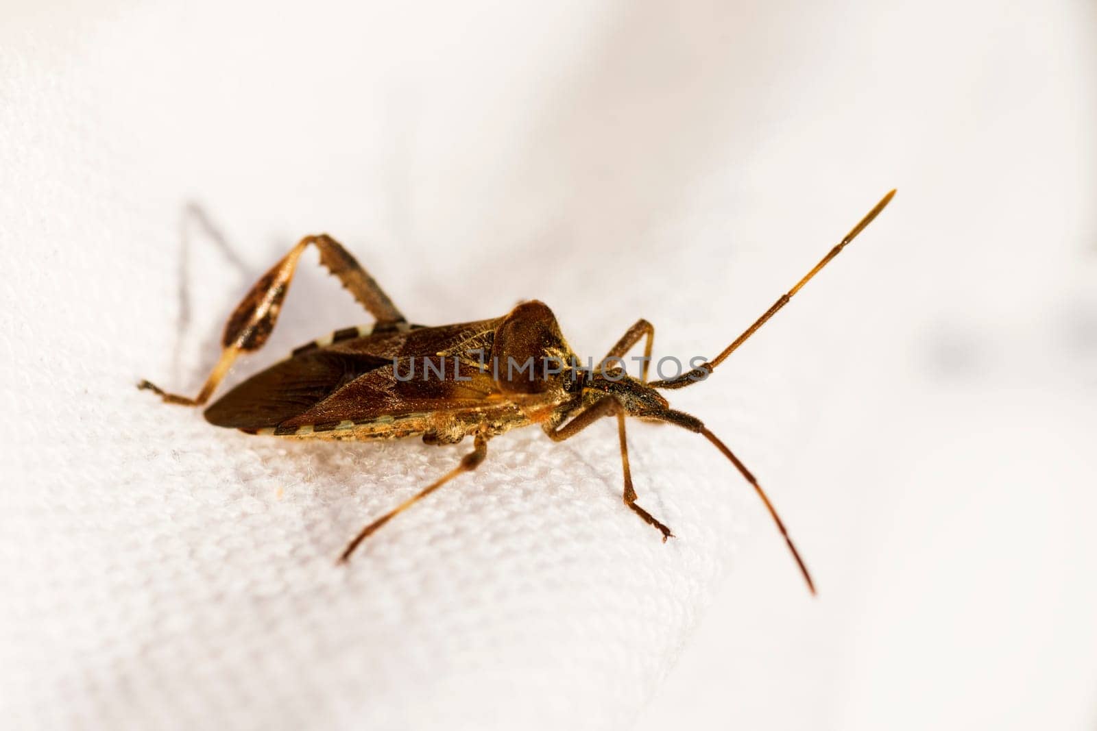 Brown insect is on white textile background.