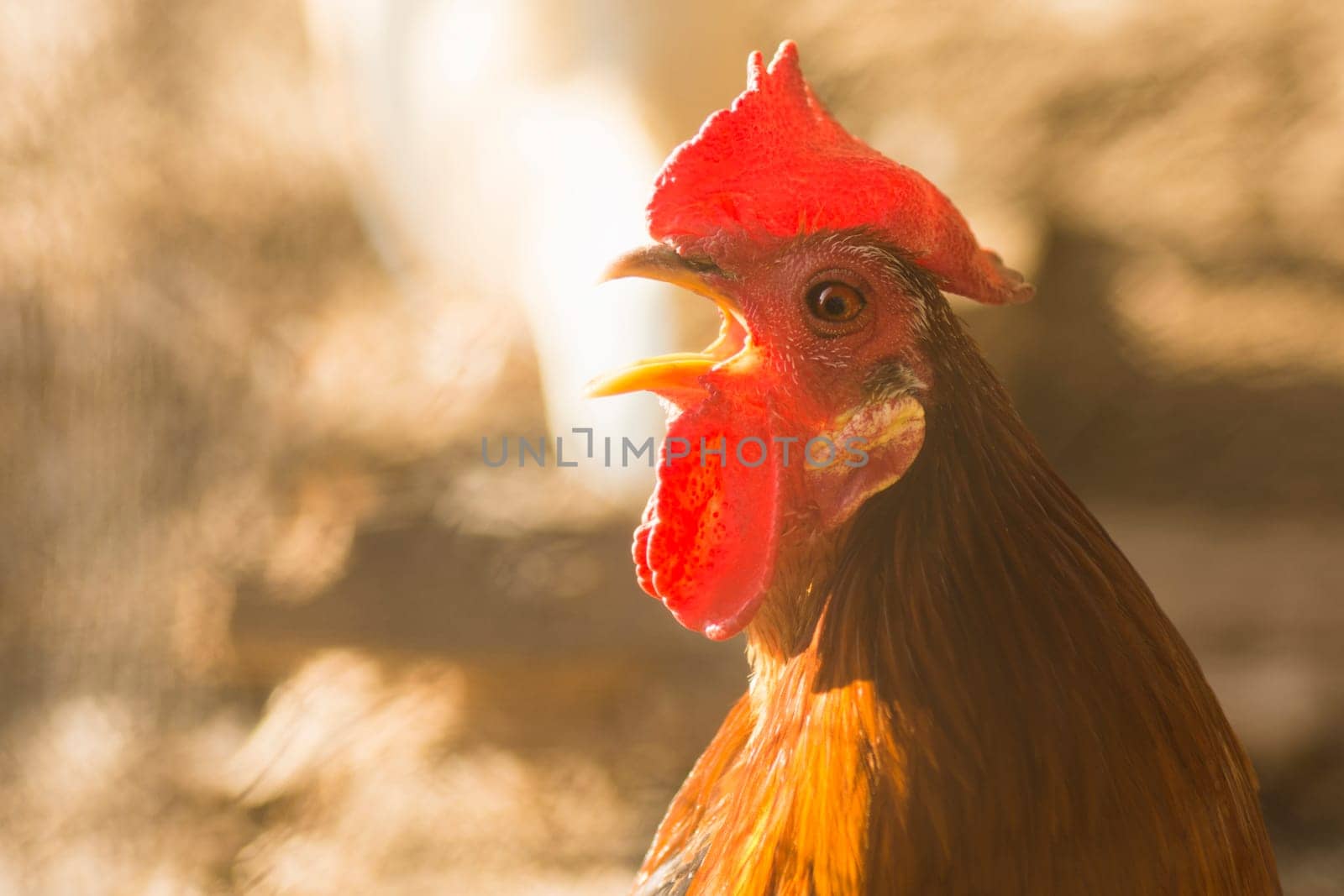 Animal portrait of crowing red rooster, cock-a-doodle-doo.