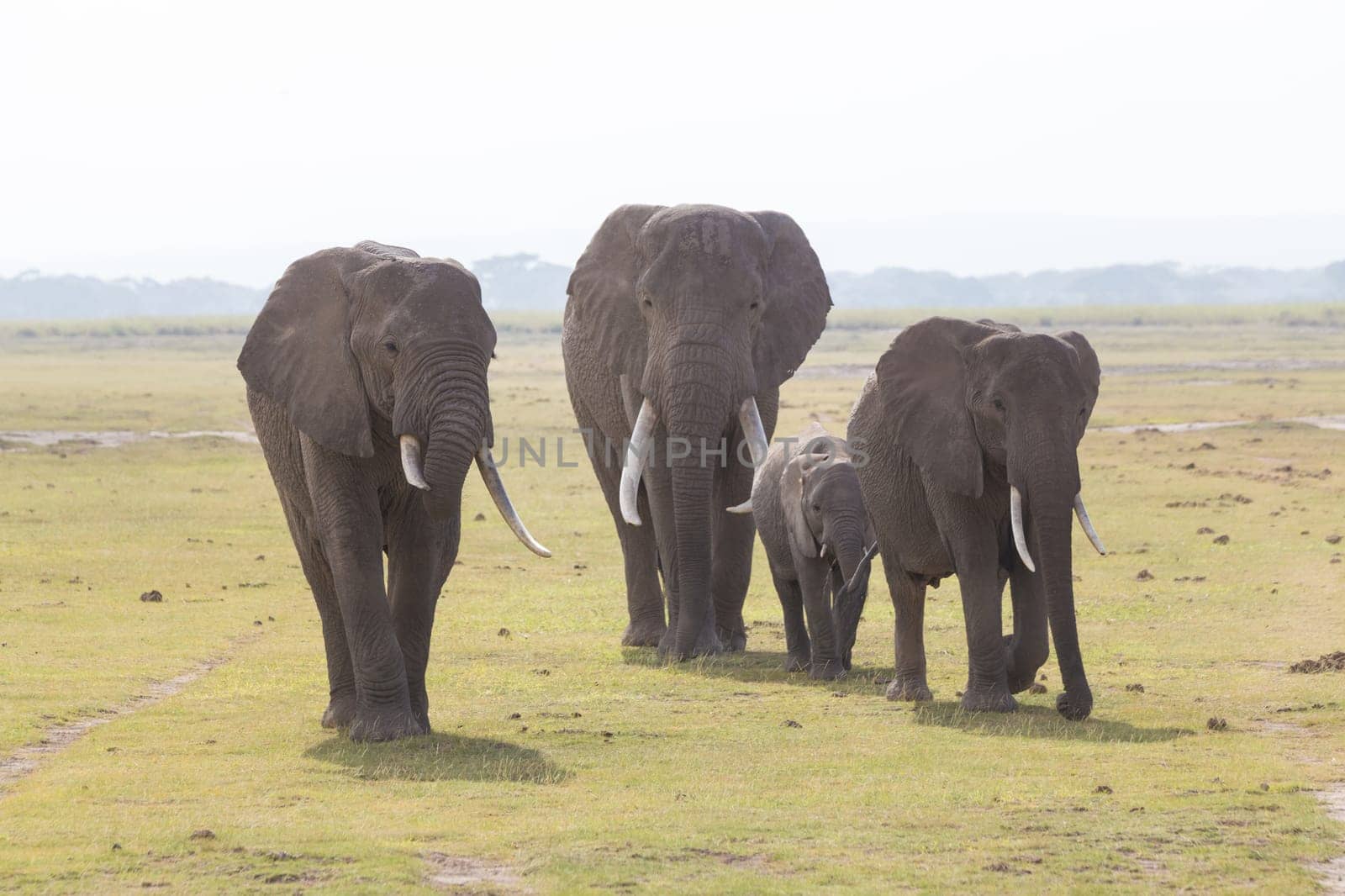 Herd of Elephants at Amboseli National Park, formerly Maasai Amboseli Game Reserve, is in Kajiado District, Rift Valley Province in Kenya. The ecosystem that spreads across the Kenya-Tanzania border.