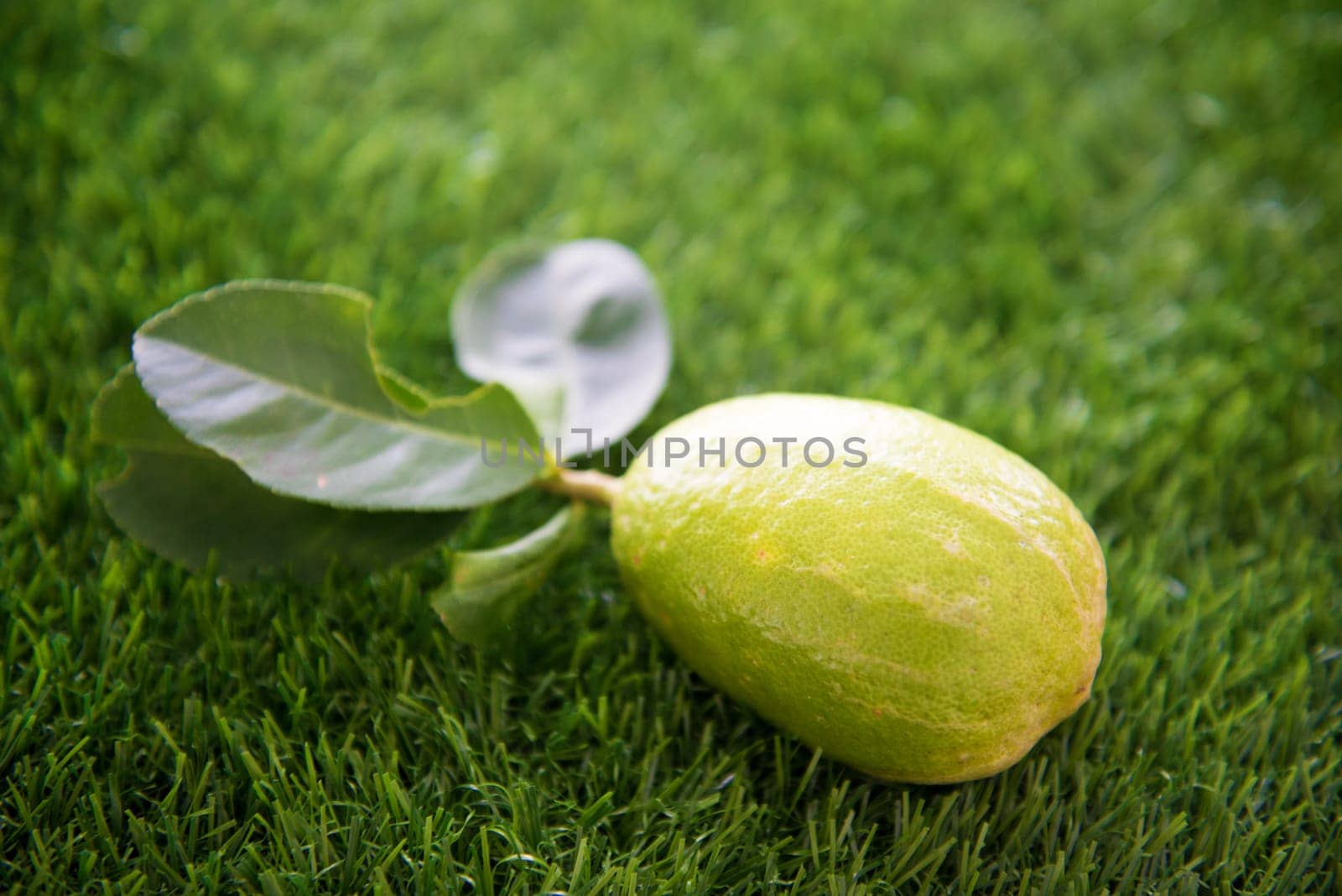 Pesticide free fresh organic lemon with leaves on green lawn background, imperfect with pest bites.