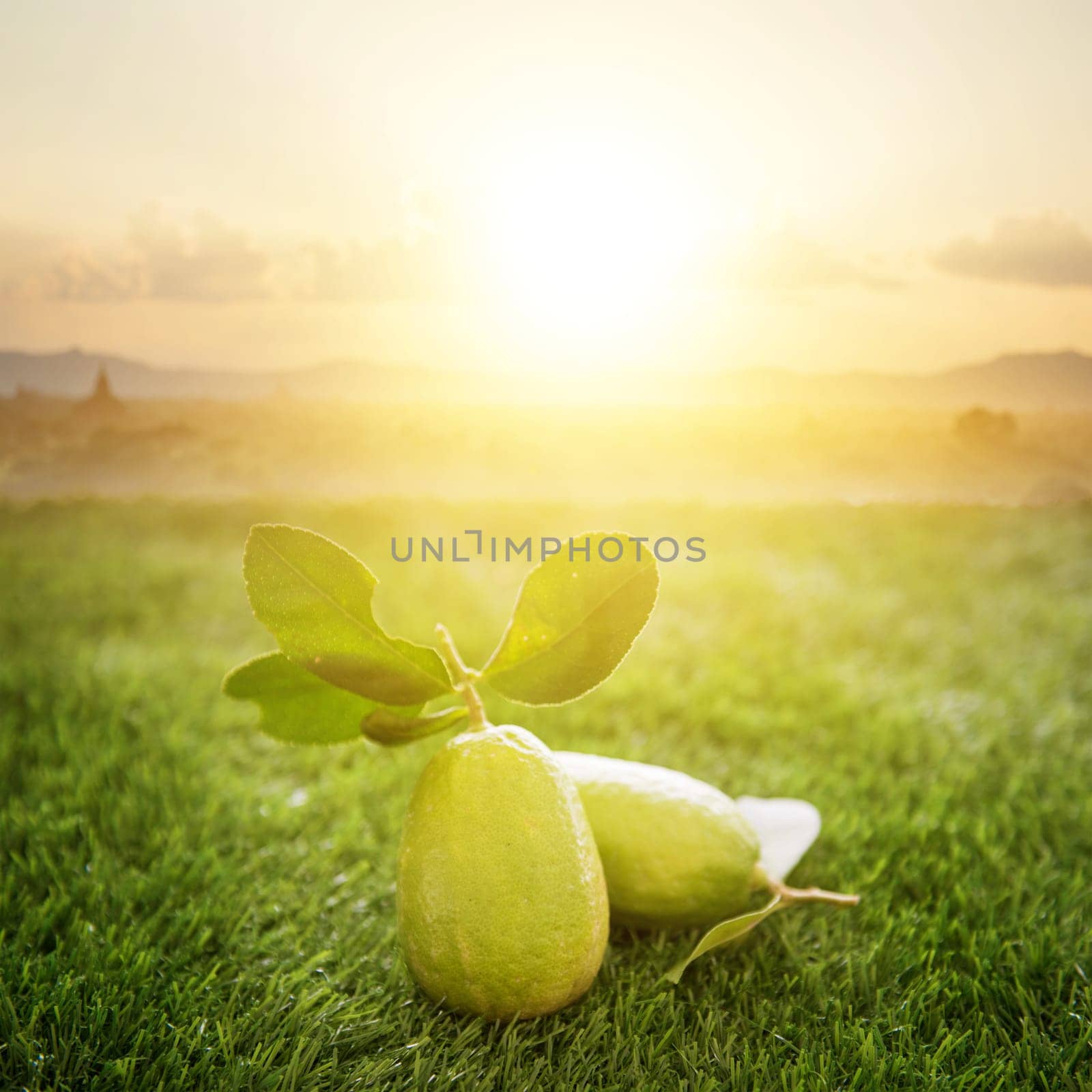 Fresh organic lemons with leaves on green lawn background, beautiful morning sunrise in farm, imperfect insect bites, pesticide free.