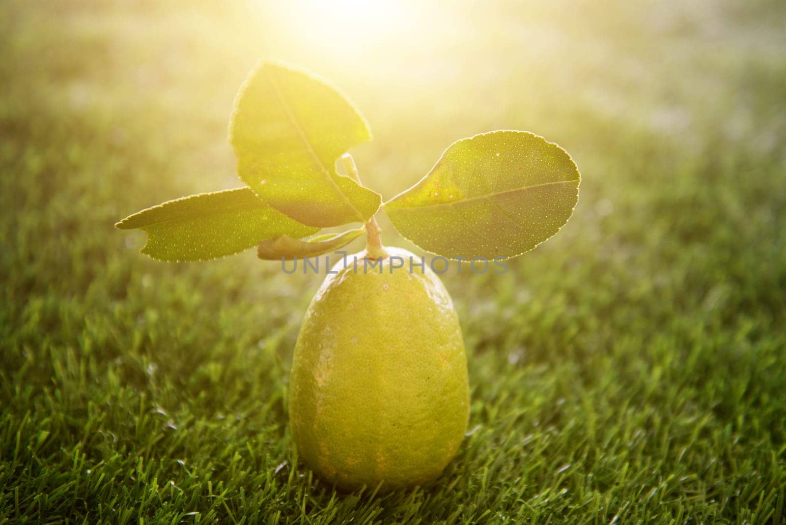 Fresh organic lemon with leaves on green lawn background, imperfect with insect bites, pesticide free.