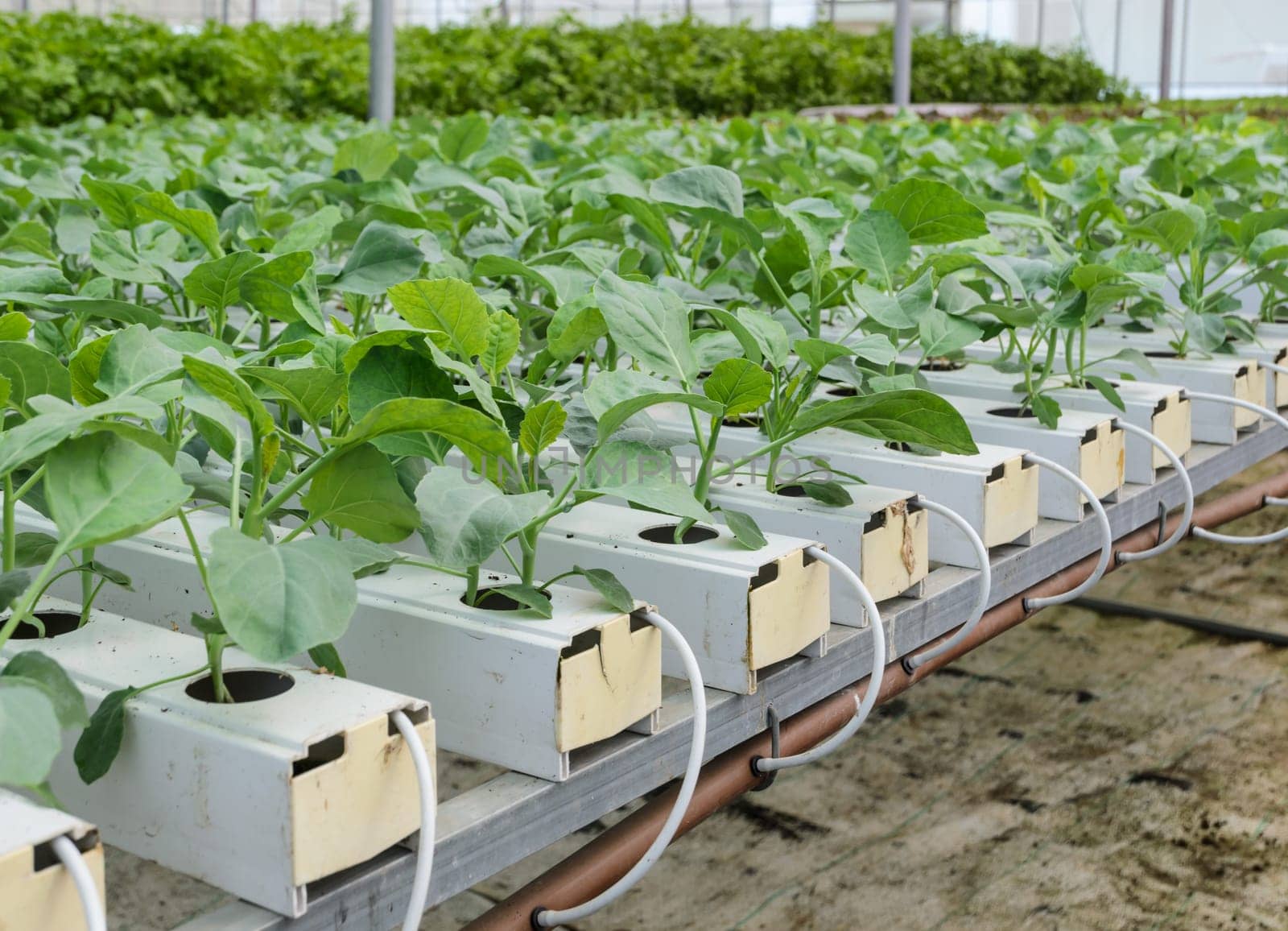 Organic Hydroponic Chinese broccoli or Chinese kale vegetables plantation in aquaponics system