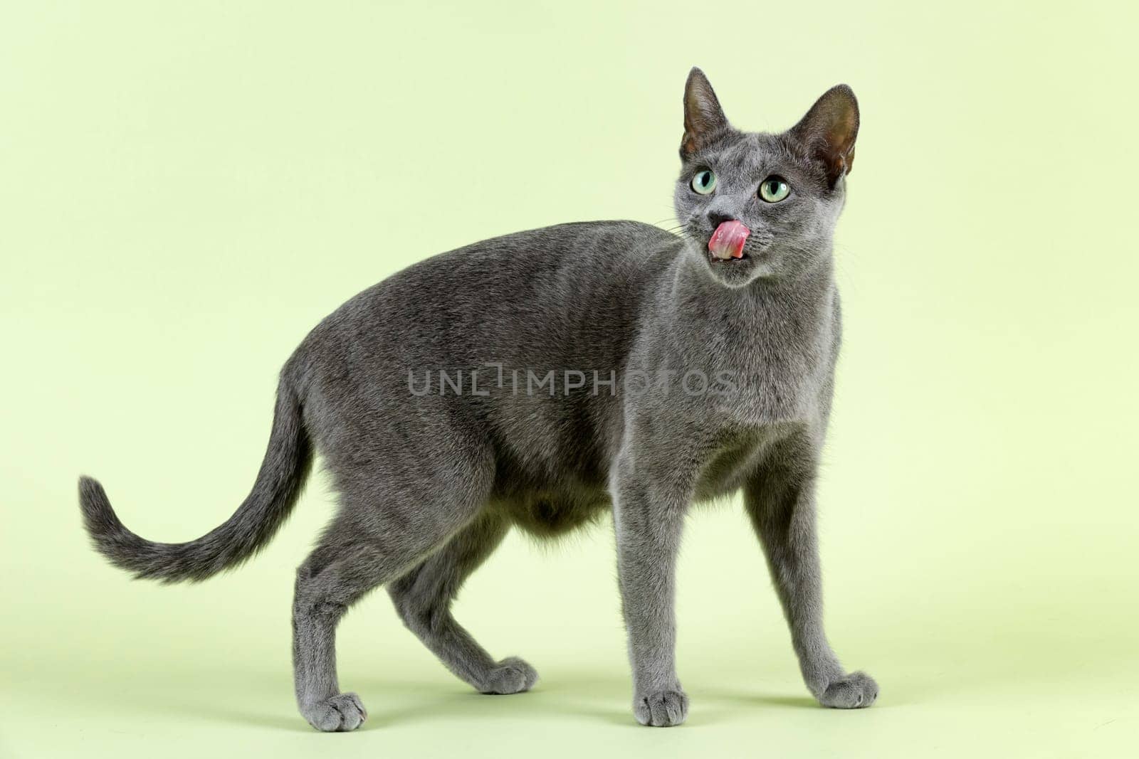 Pedigree Cat Russian Blue (Felis silvestris catus),age 5 years