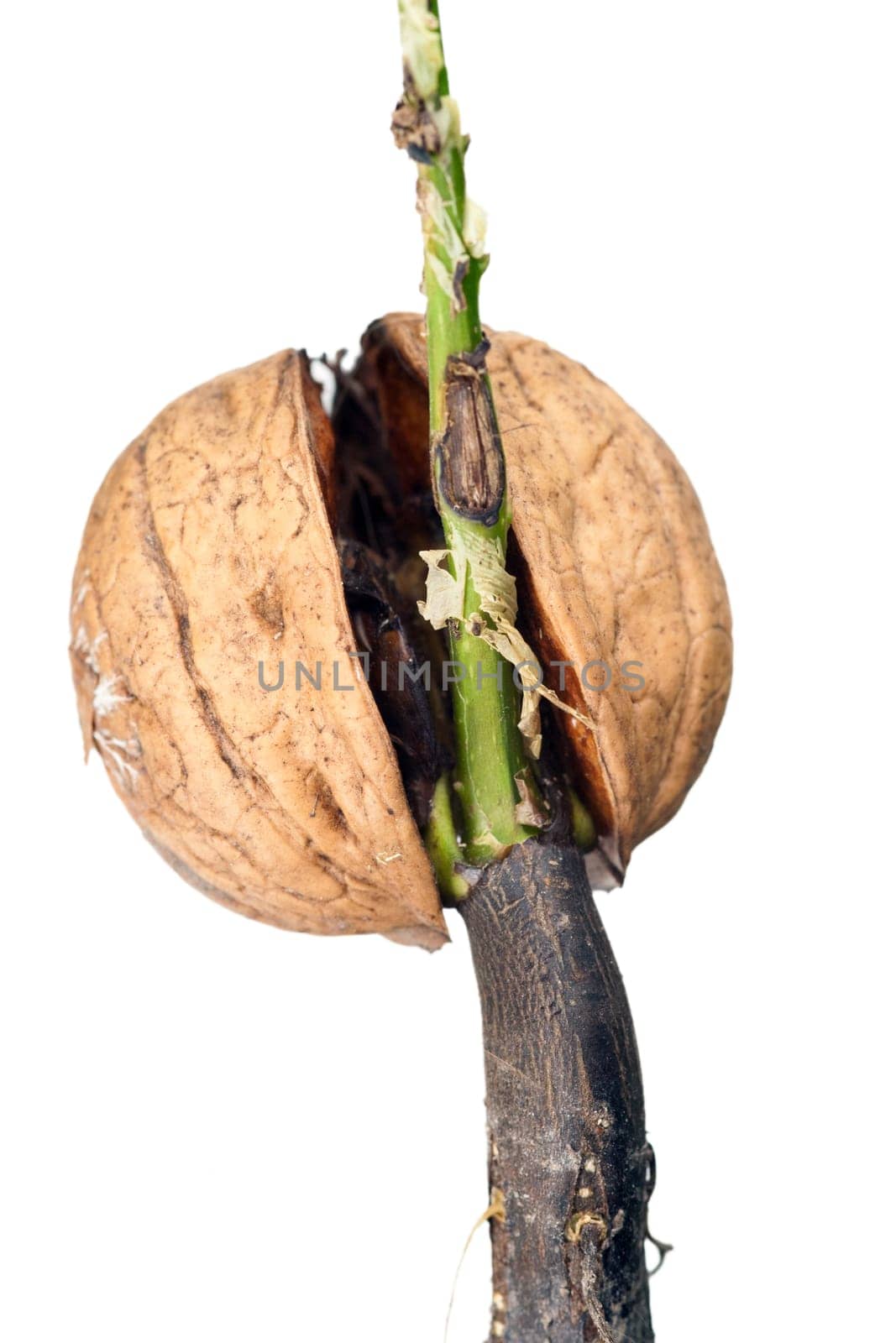 Detail of the sprouting walnut - macro