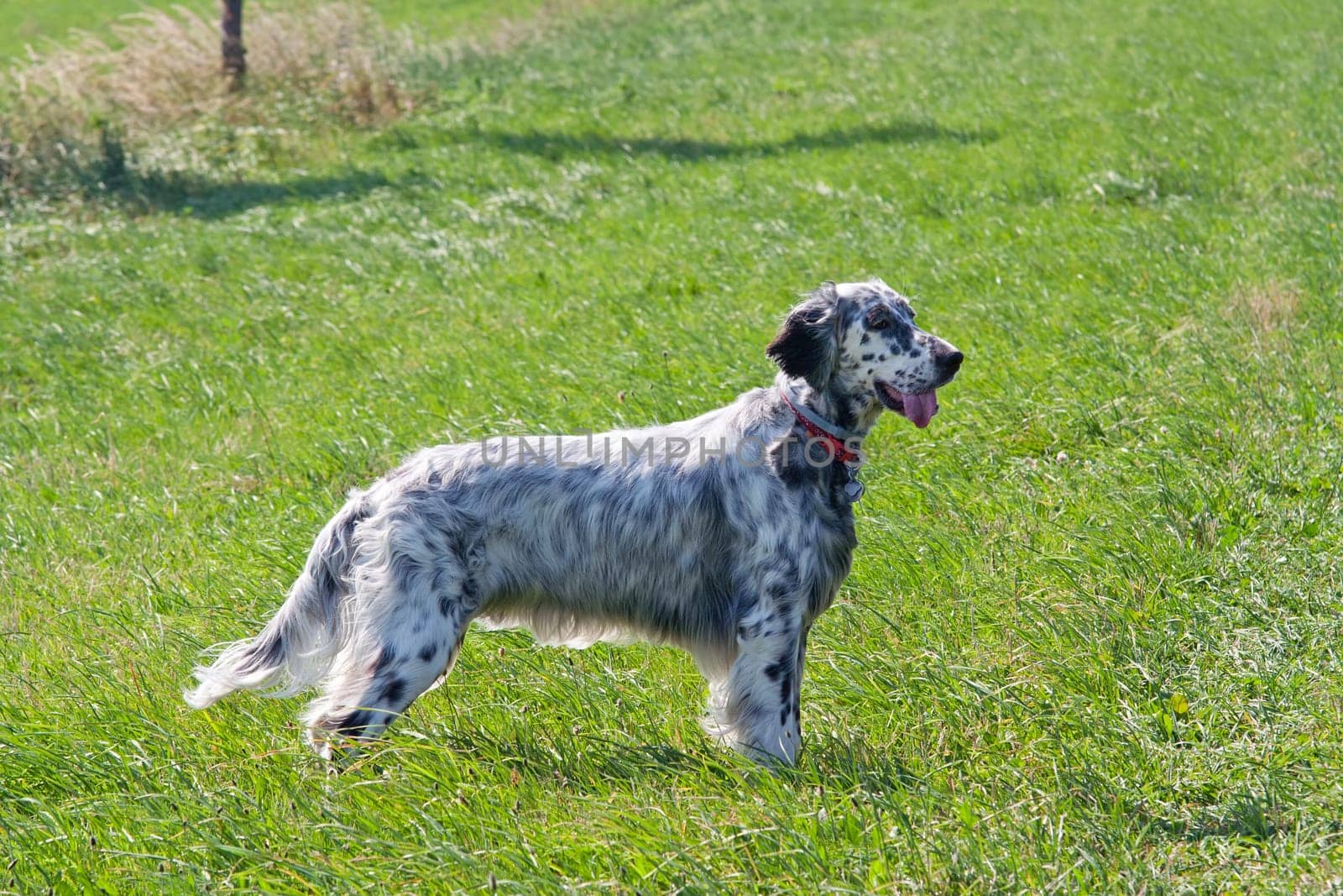 English Setter on the meadow - hound