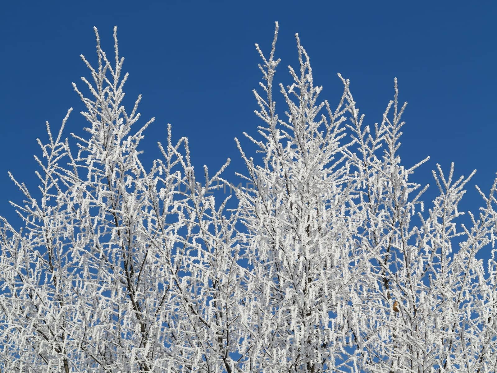 Frosty tree branches in winter day - specific seasonal weather