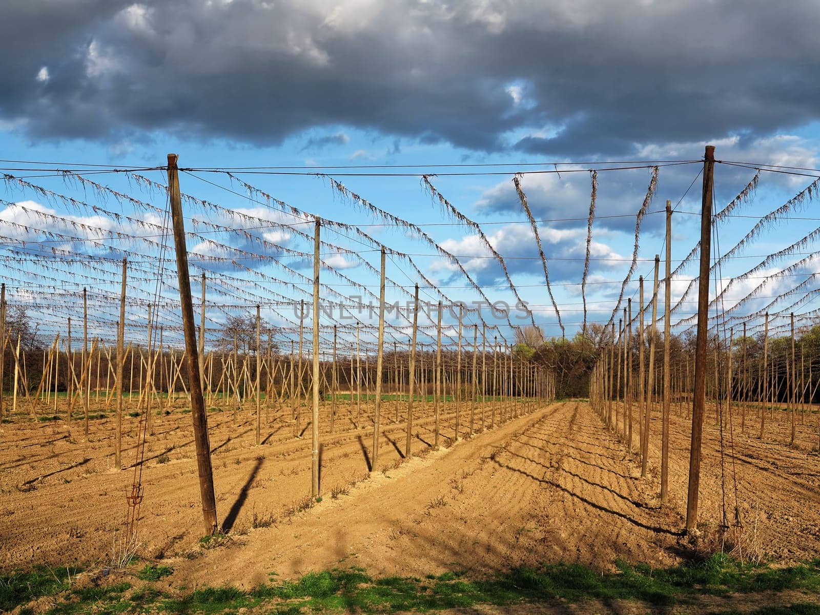 Hop garden - fields for growing hops in sunset