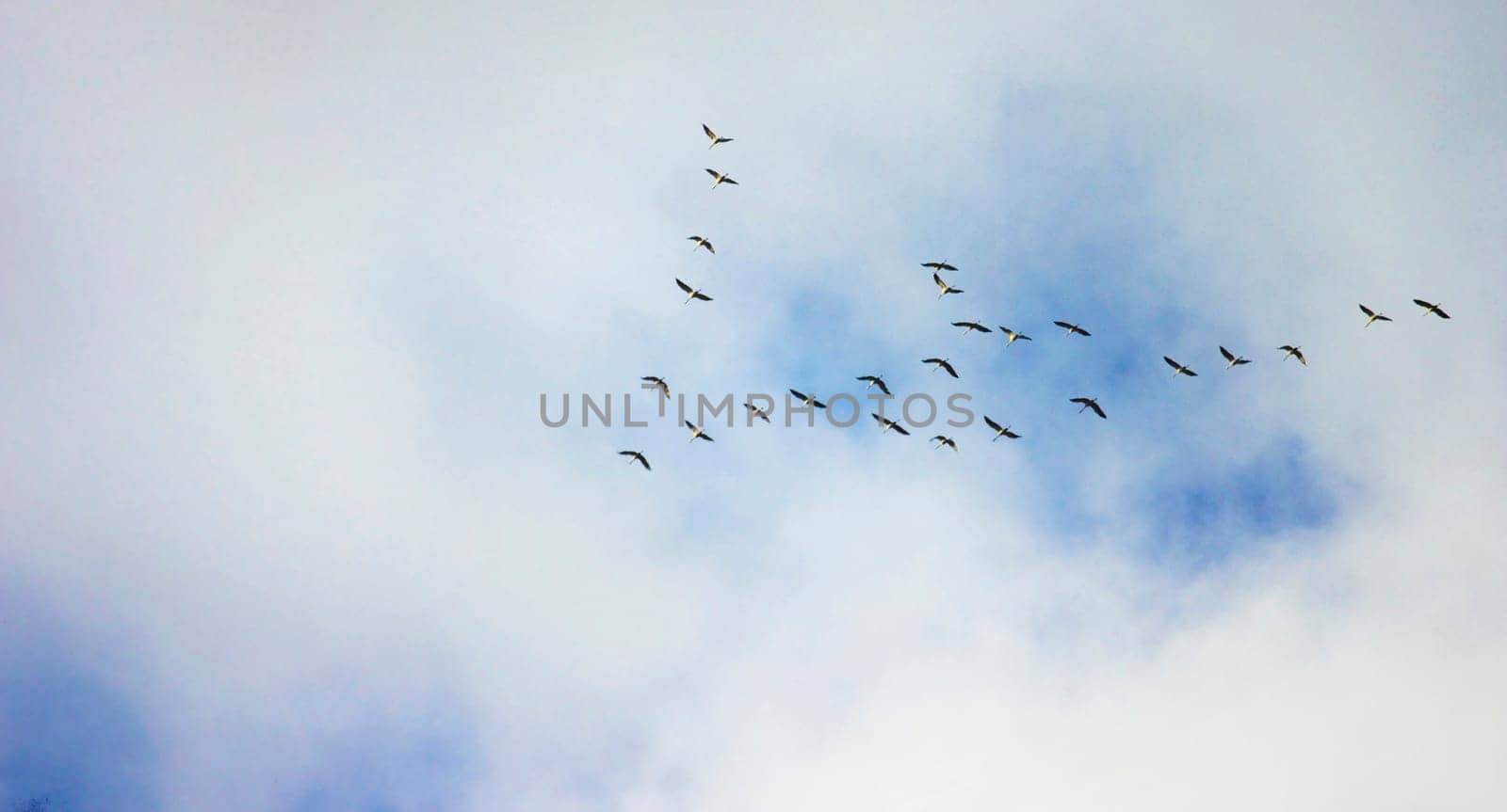 Cranes on the flight in formation to the south. Nature,bird migration,seasonal,phenomenon,migratory birds,sky,orientation.