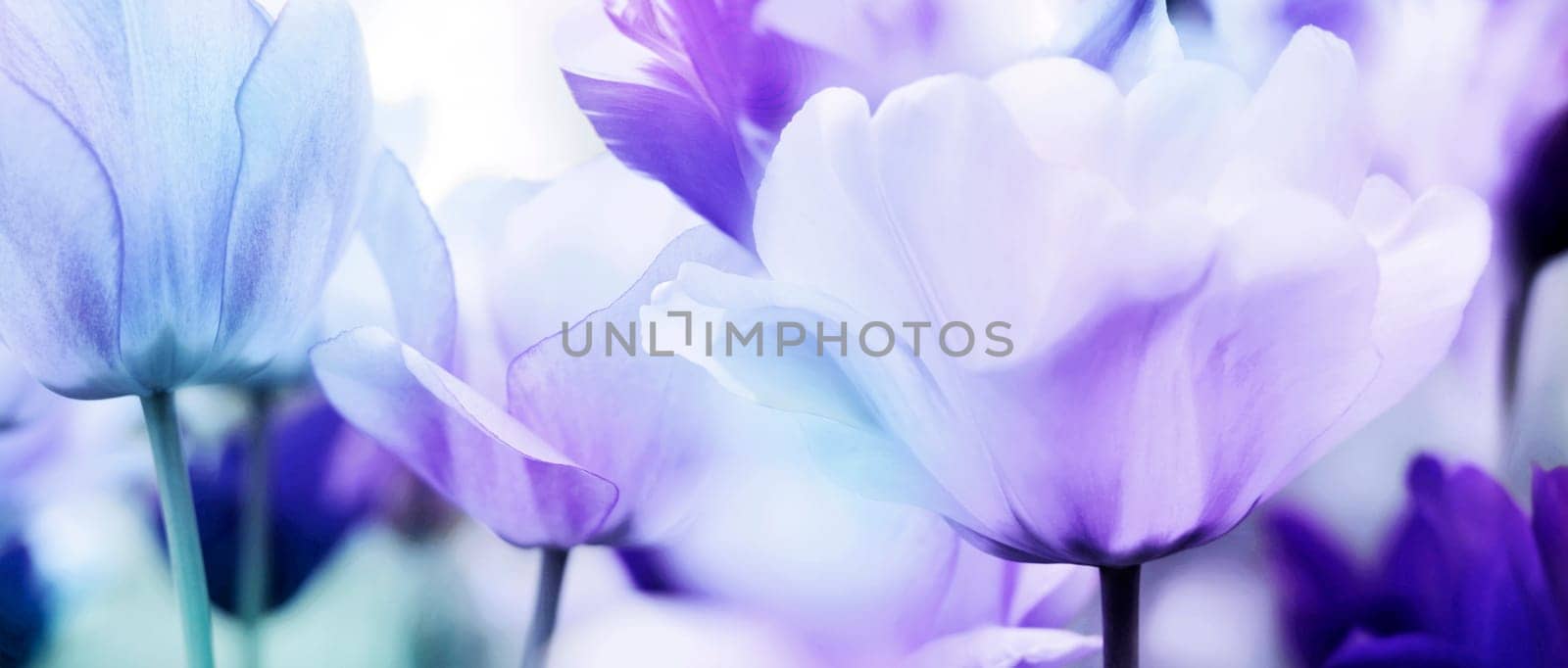Tulips in pastel color,cool light blue tones contrast warm red-violet,neutral middle violet-pink tones. Open flower shapes in panorama format.