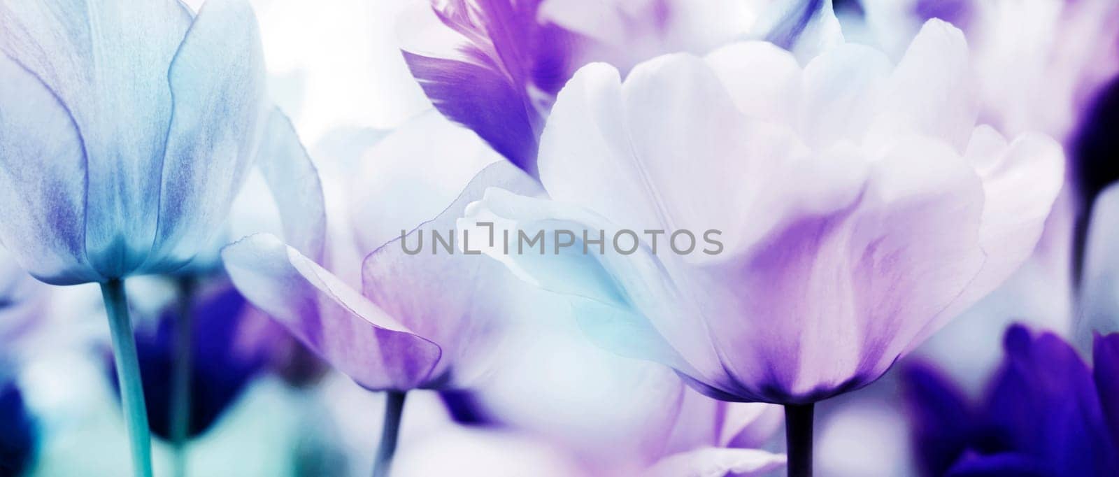Tulips in pastel color,cool light blue tones contrast warm red-violet,neutral middle violet-pink tones. Open flower shapes in panorama format.